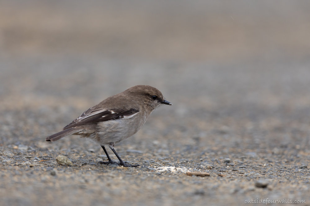 Dusky Robin (endemic)