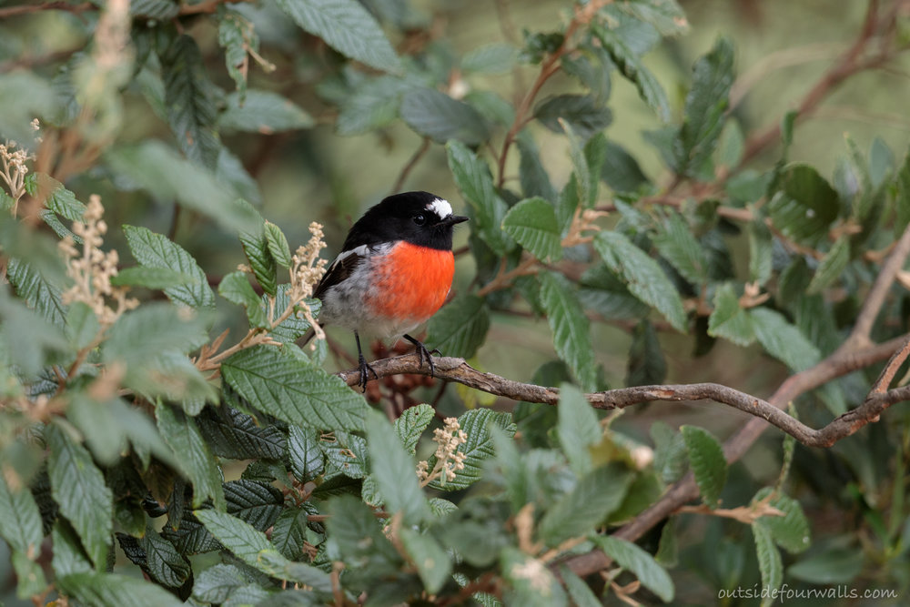 Male Scarlet Robin