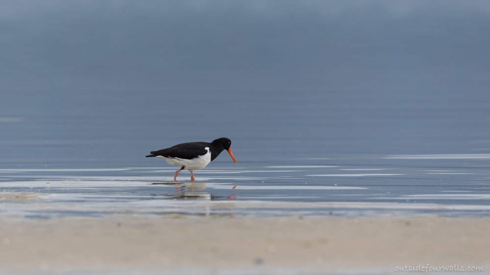 Pied Oystercatcher