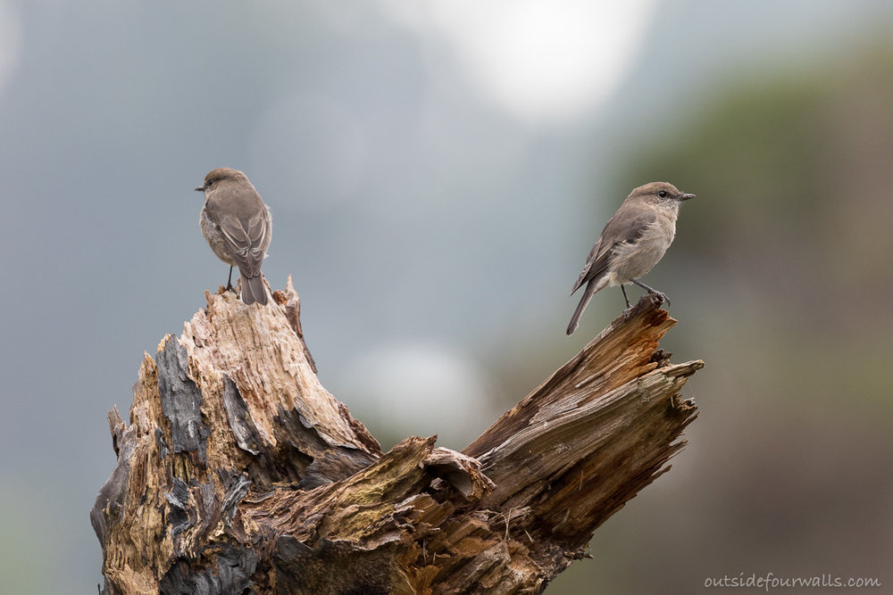 Dusky Robins (endemic)