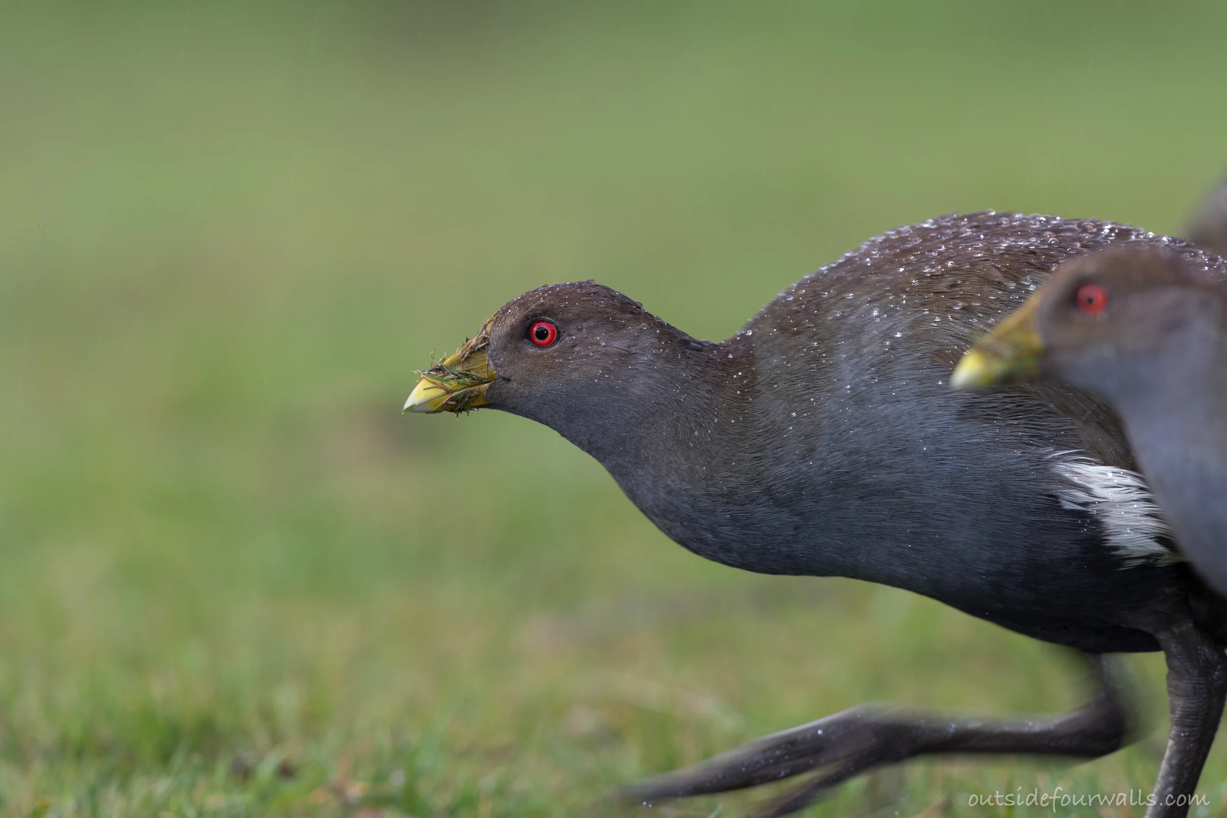 Tasmanian Native-hen (Tribonyx mortierii)