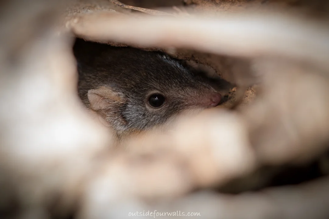 Yellow-footed Antechinus (Antechinus flavipes)