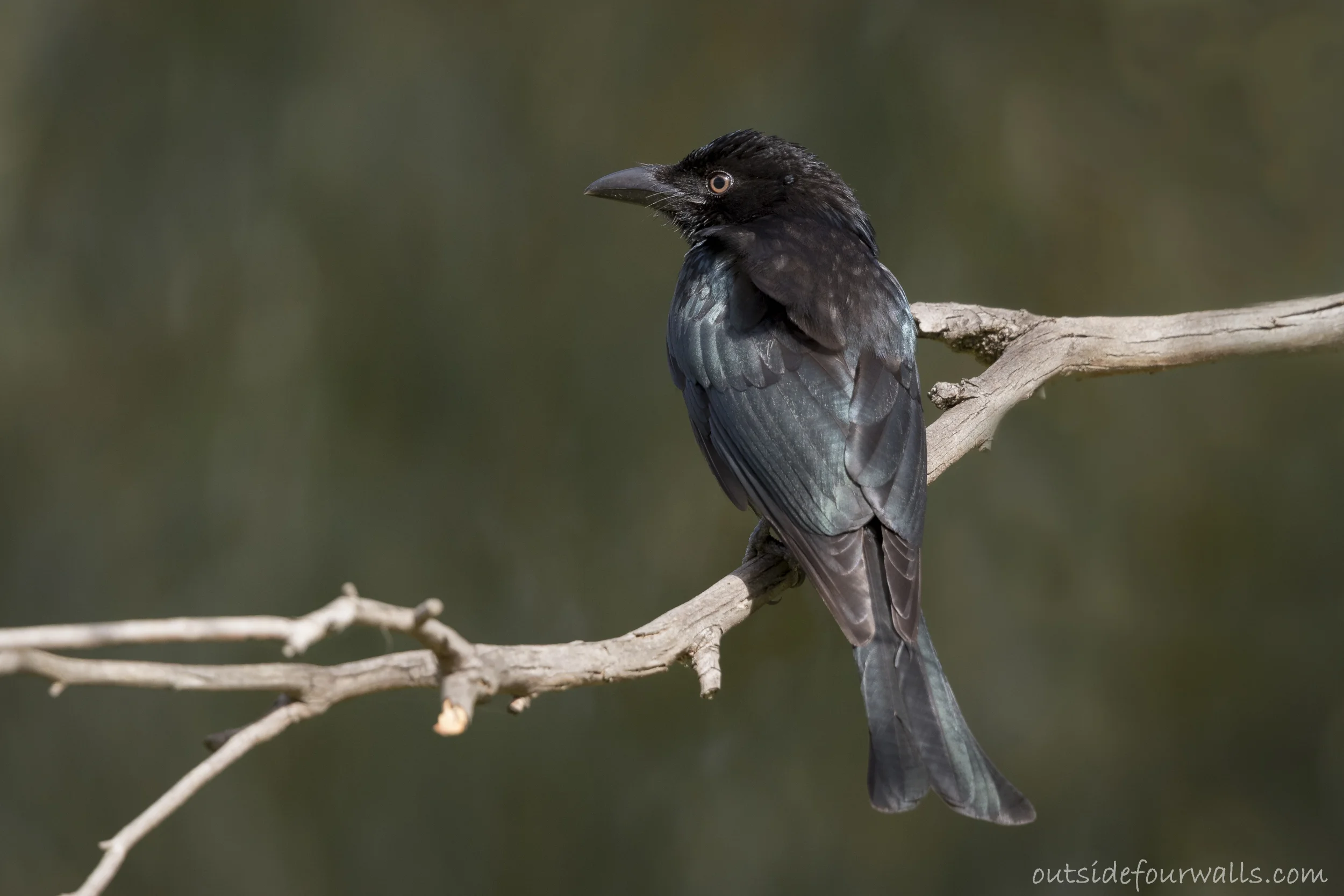 Spangled Drongo (Dicrurus bracteatus)
