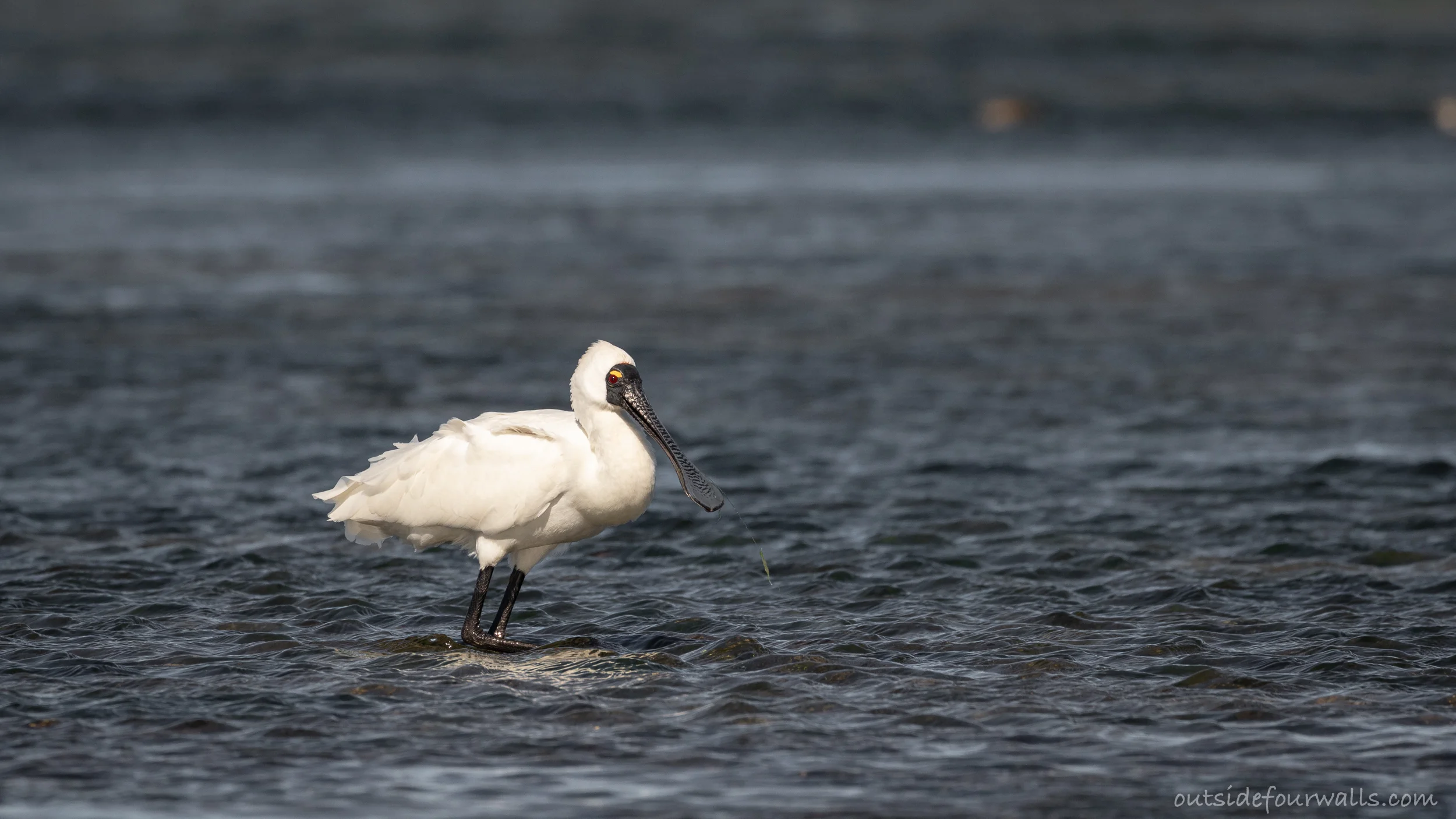 Royal Spoonbill (Platalea regia)