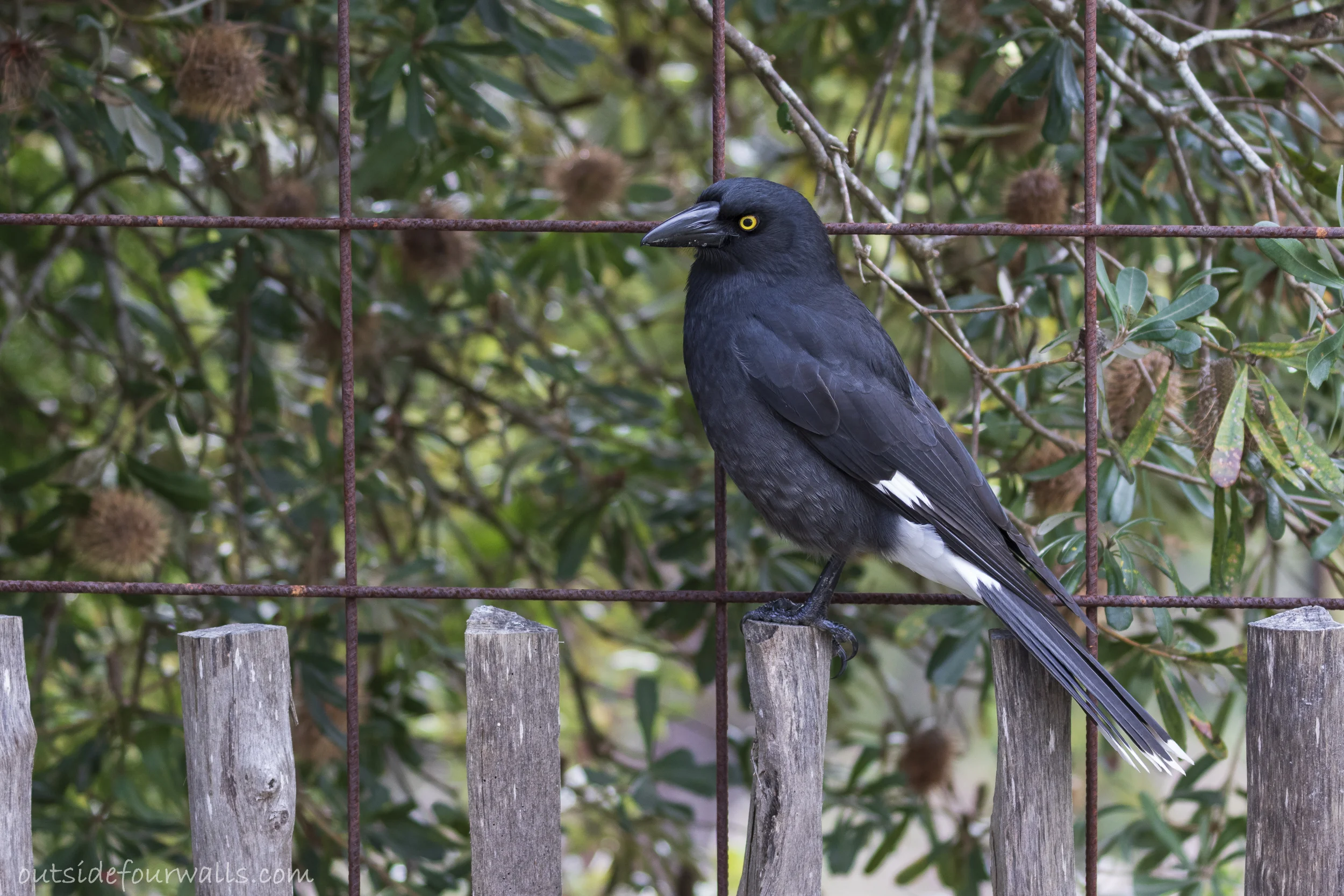 Pied Currawong (Strepera graculina)