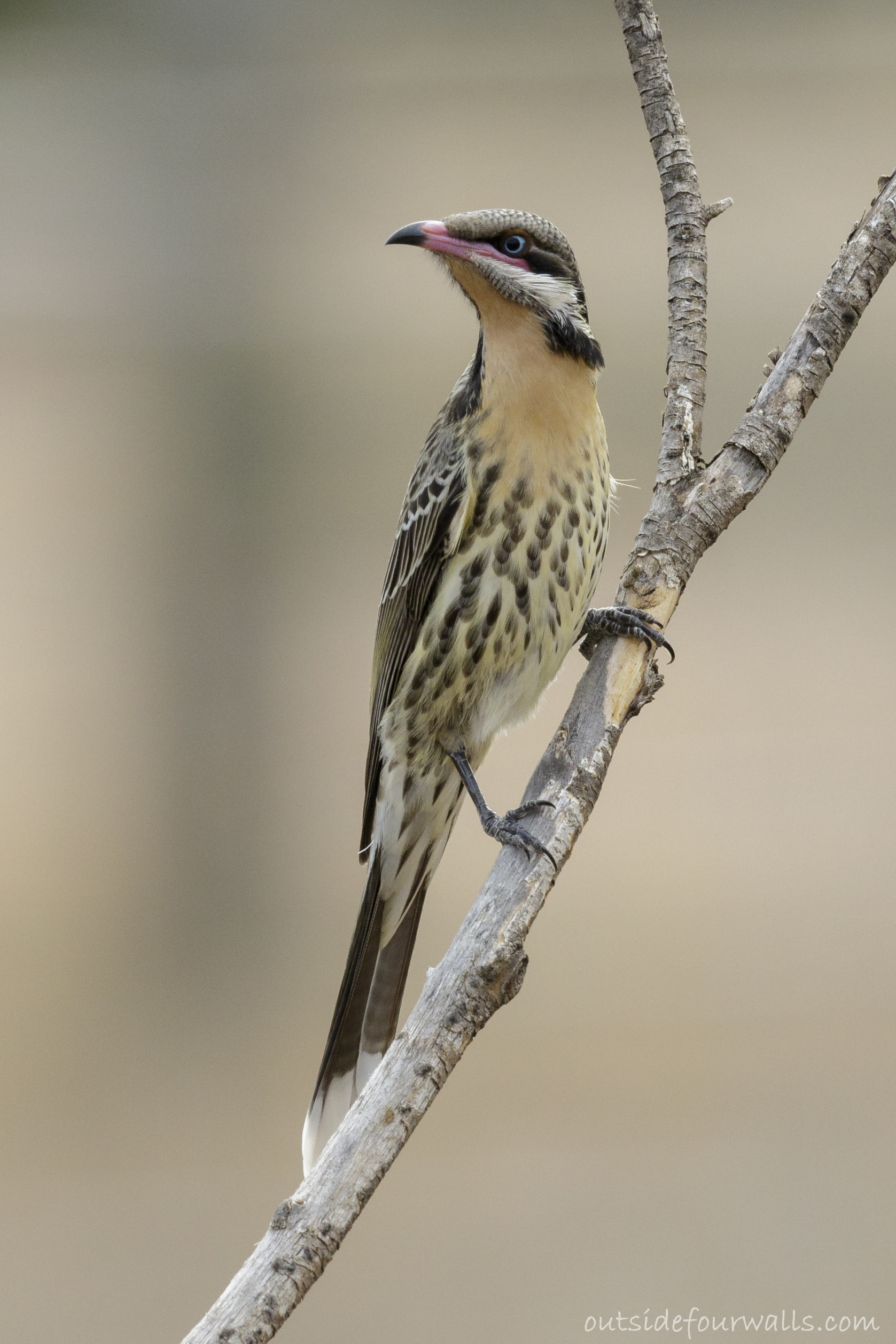 Spiny-cheeked Honeyeater (Acanthagenys rufogularis)