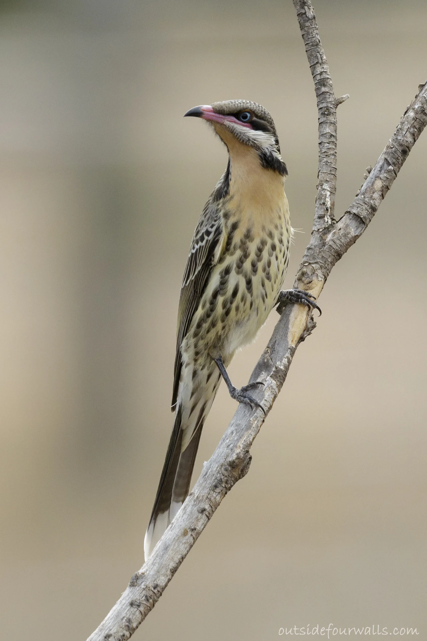 Spiny-cheeked Honeyeater (Acanthagenys rufogularis)