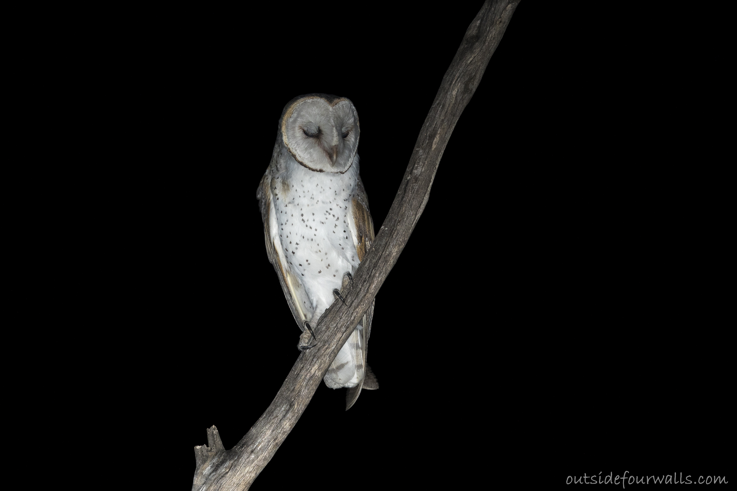 Eastern Barn Owl (Tyto javanica)