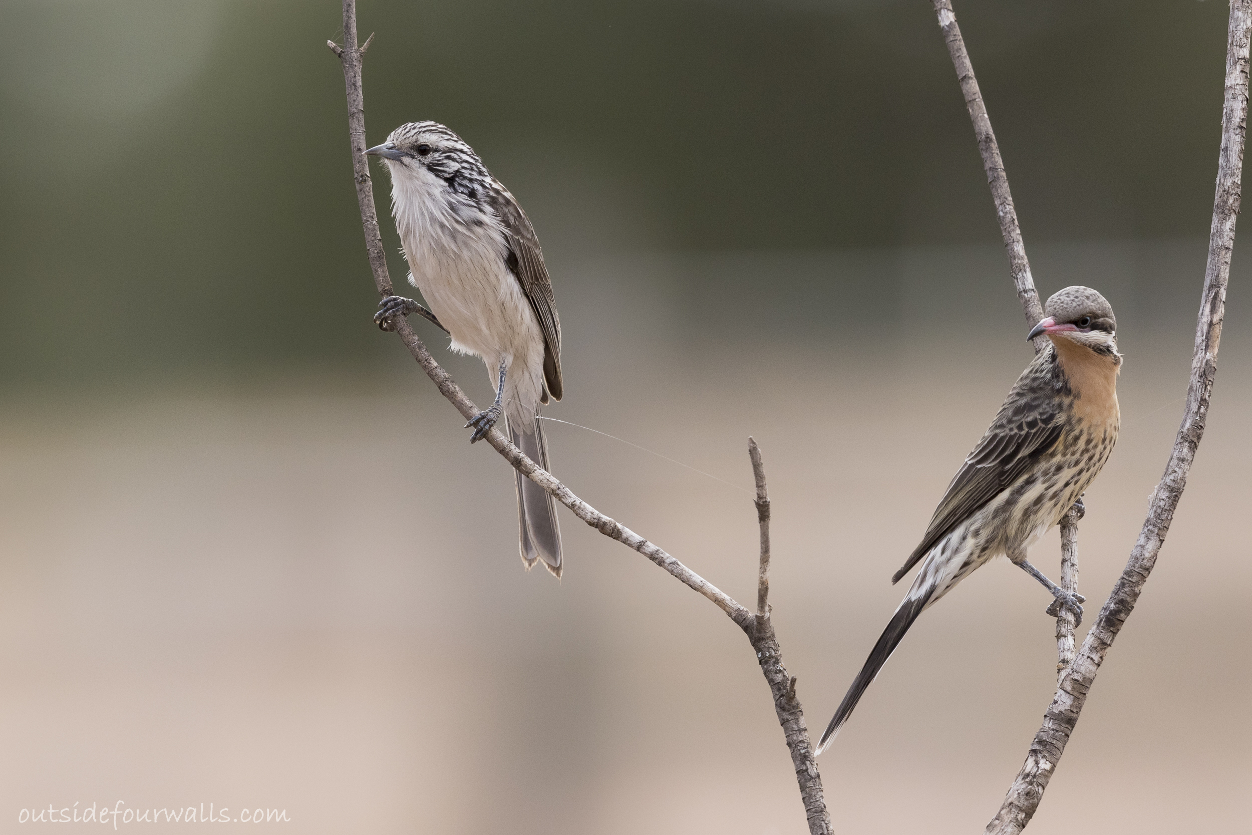 Striped Honeyeater (Plectorhyncha lanceolata)and Spiny-cheeked Honeyeater (Acanthagenys rufogularis)