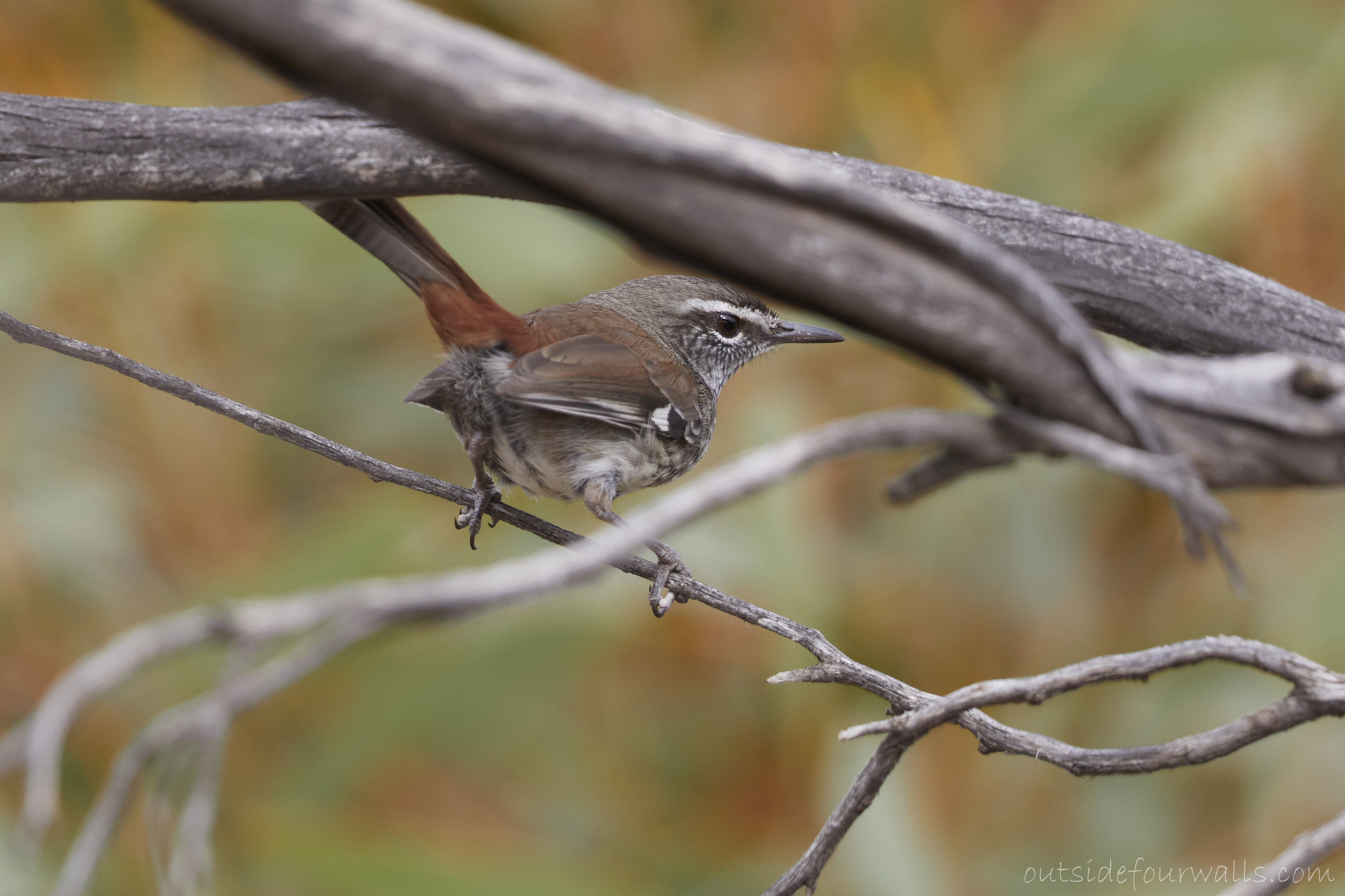 Shy Heathwren (Hylacola cauta)