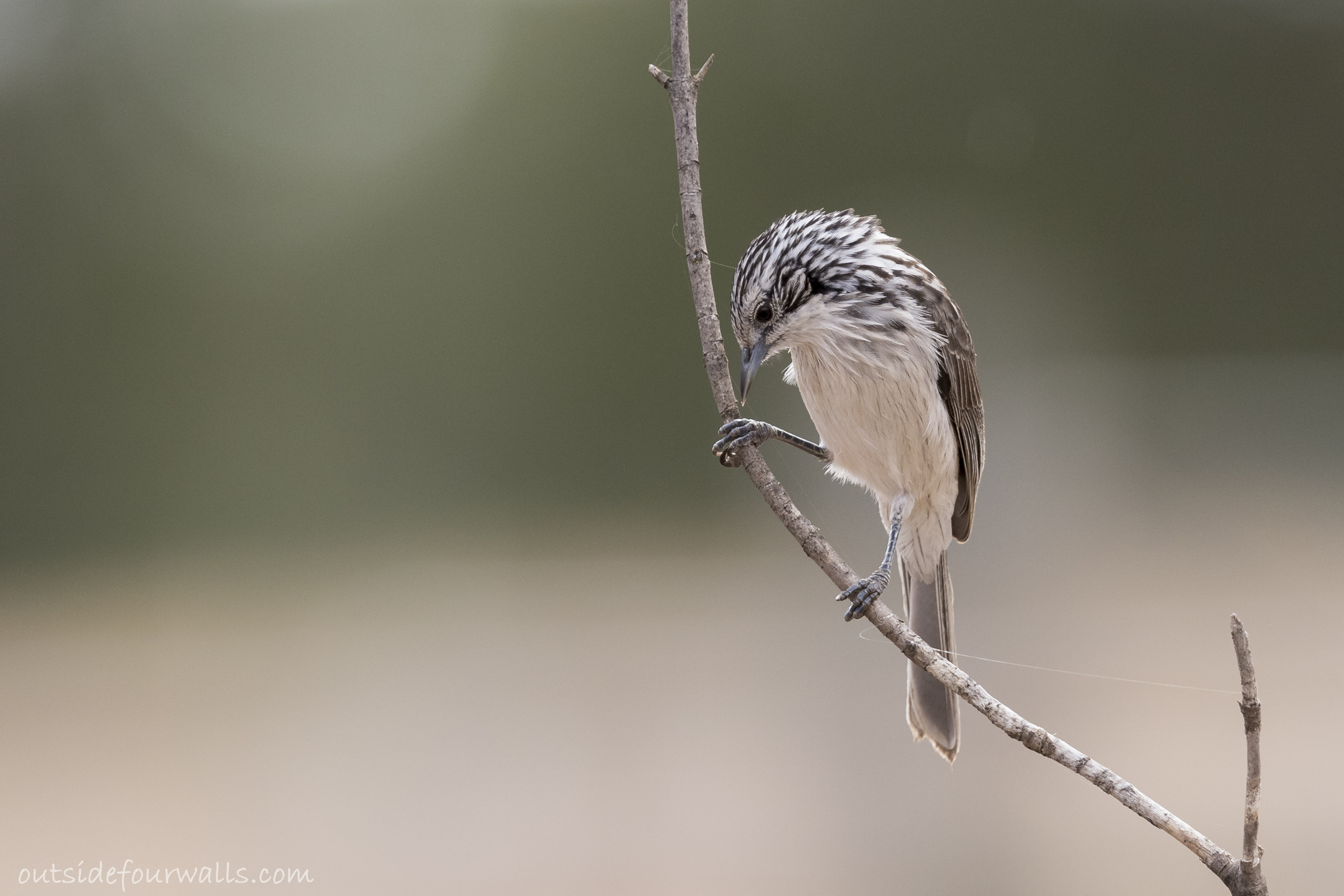 Striped Honeyeater (Plectorhyncha lanceolata)