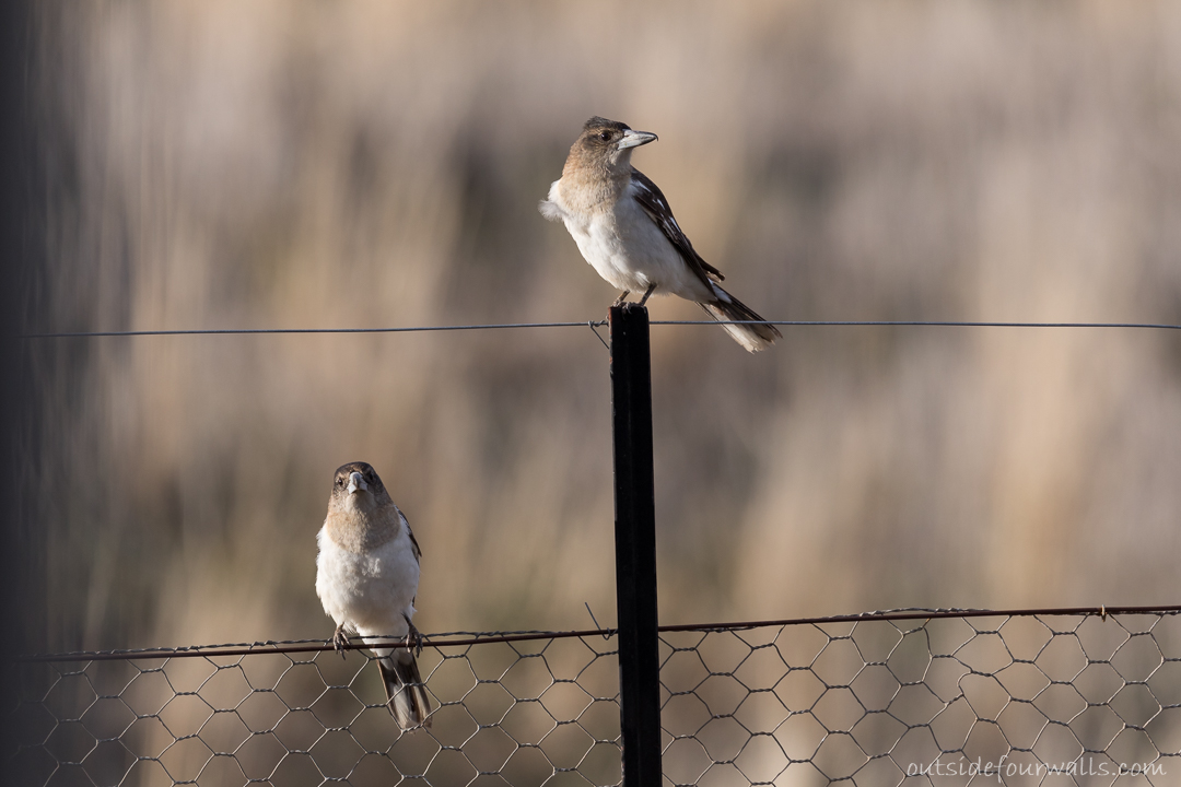 Juvenile Pied Butcherbirds (Cracticus nigrogularis)