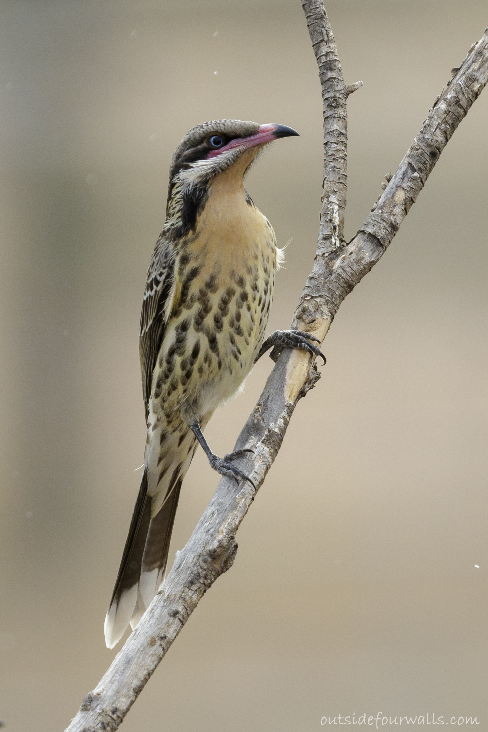 Spiny-cheeked Honeyeater (Acanthagenys rufogularis)