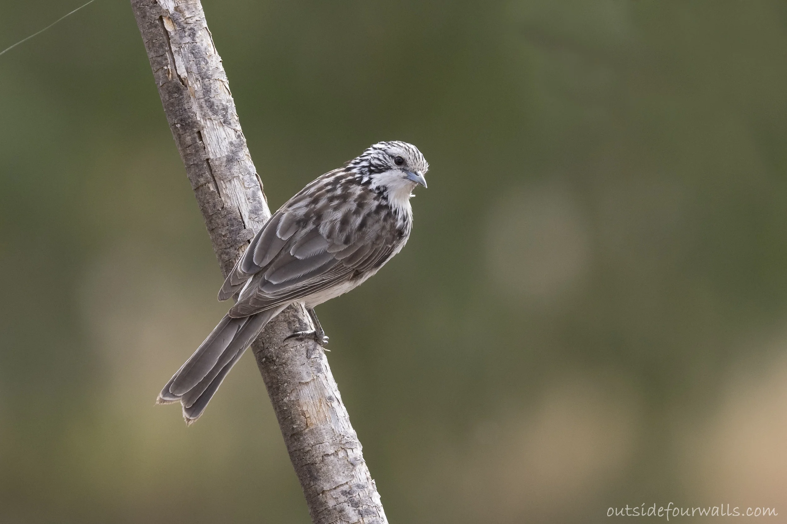 Striped Honeyeater (Plectorhyncha lanceolata)