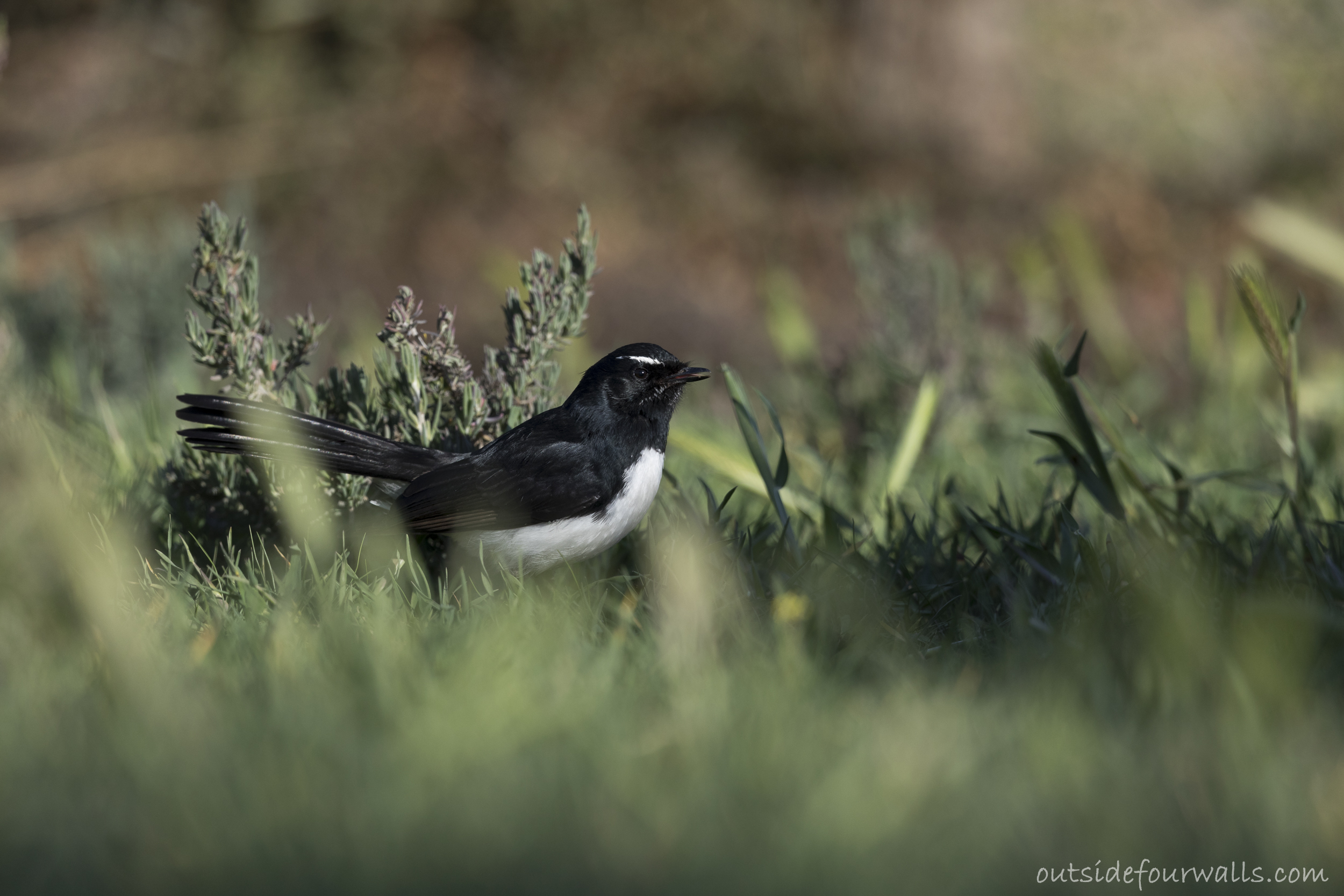 Willie Wagtail (Rhipidura leucophrys)