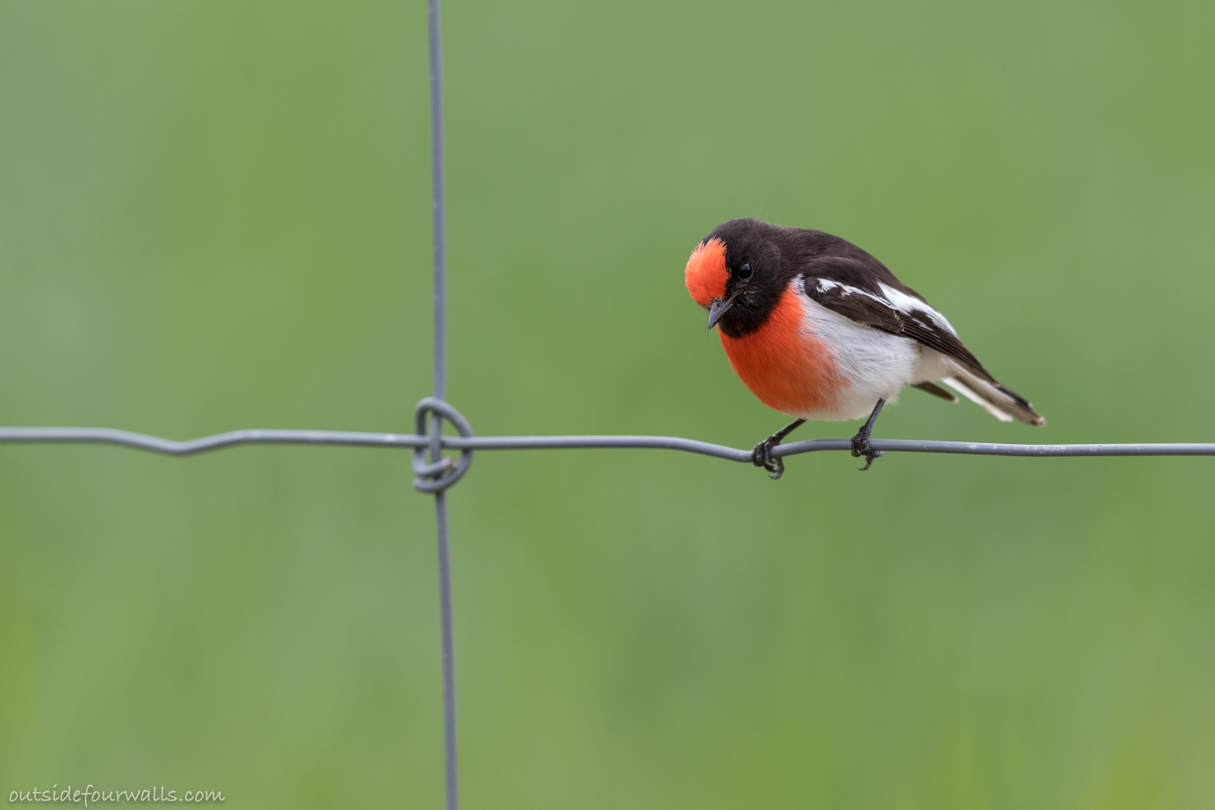 Male Red-capped Robin (Petroica goodenovii)