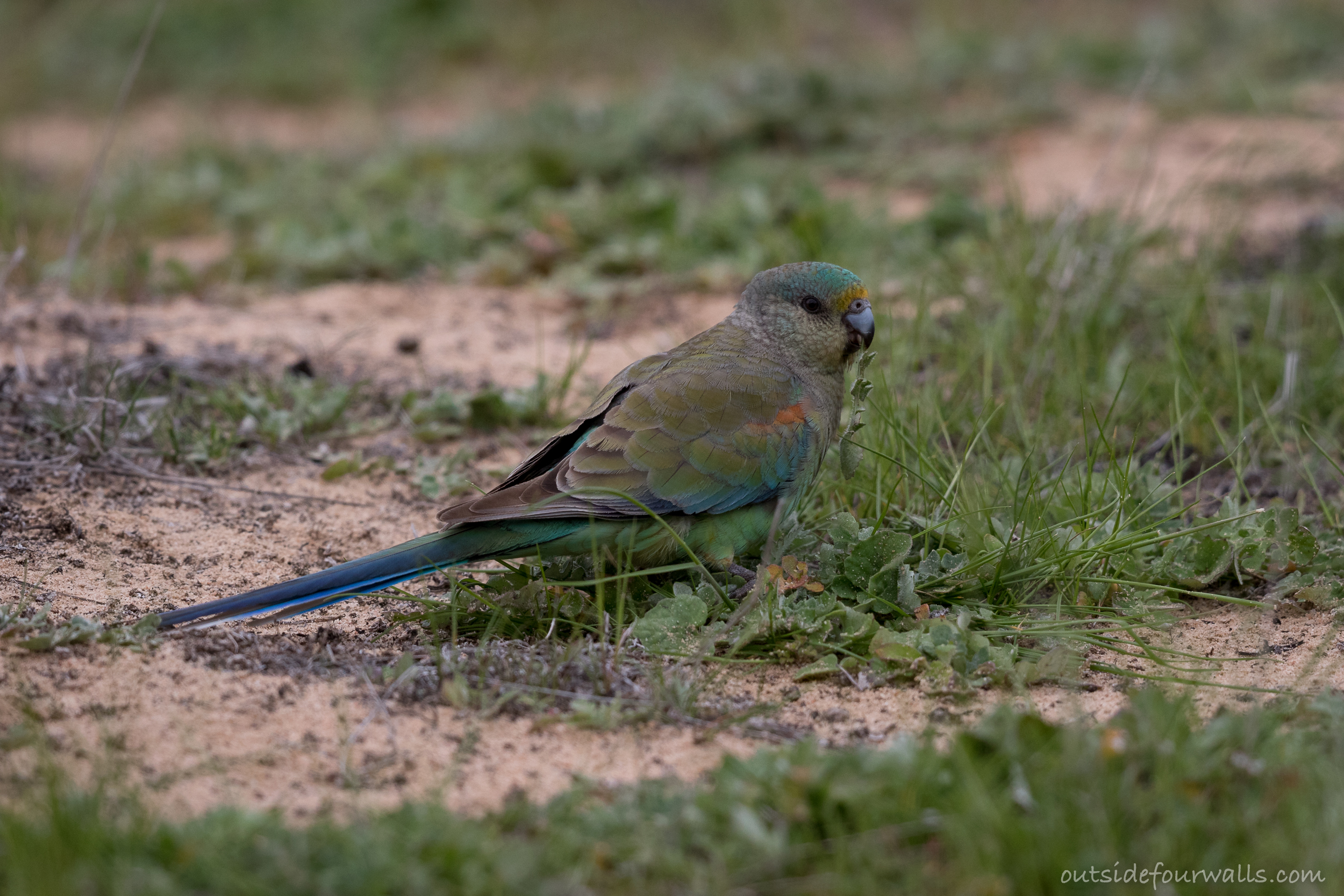 Female Mulga Parrot (Psephotellus varius)