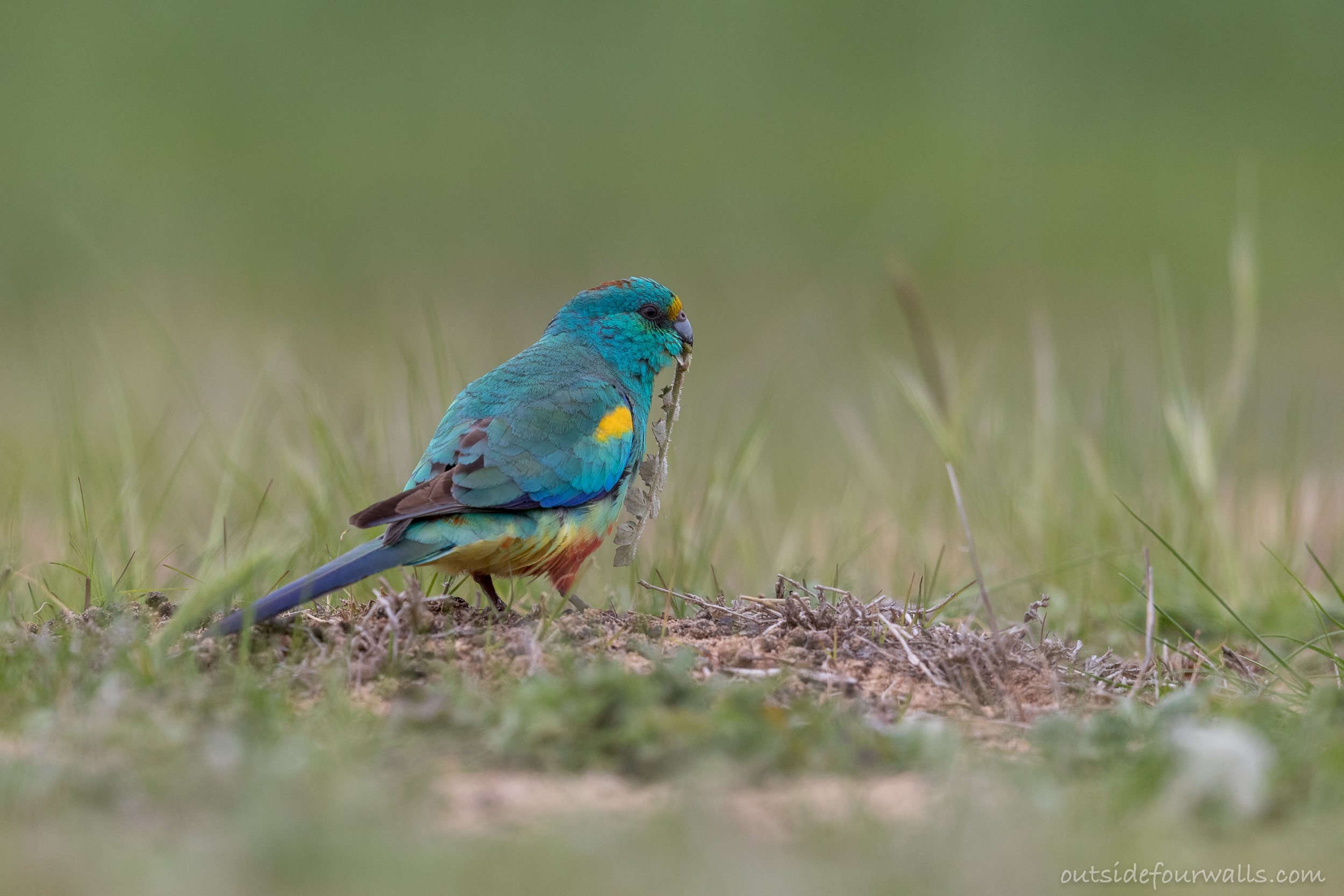 Male Mulga Parrot (Psephotellus varius)