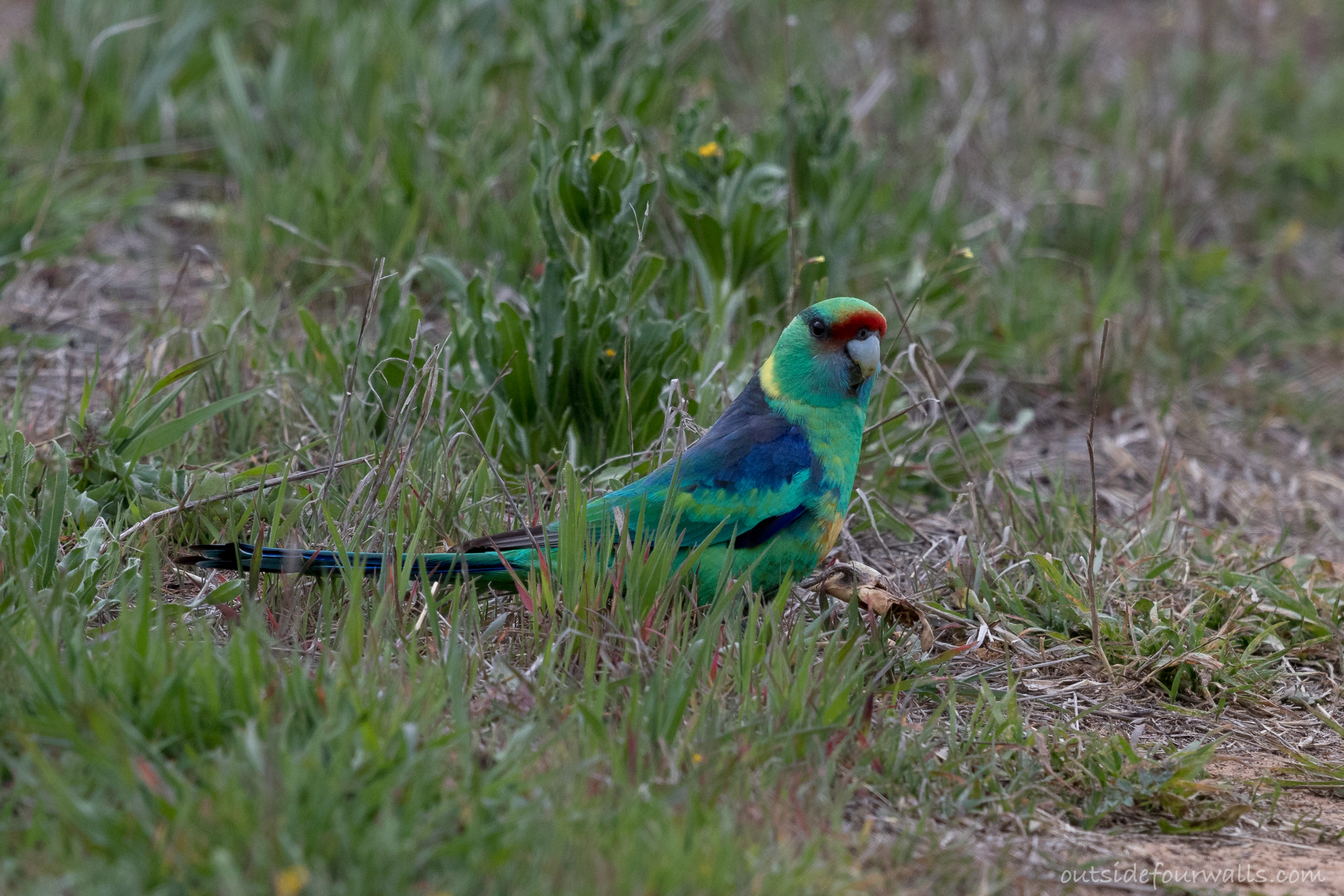 Australian Ringneck (Barnardius zonarius)