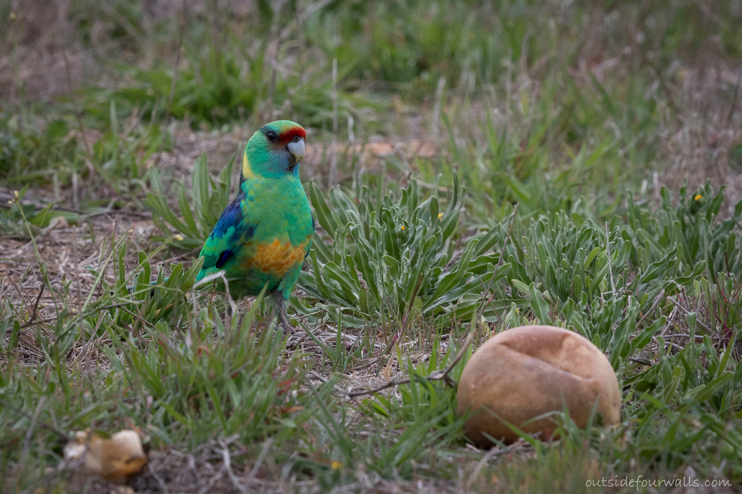 Australian Ringneck (Barnardius zonarius)