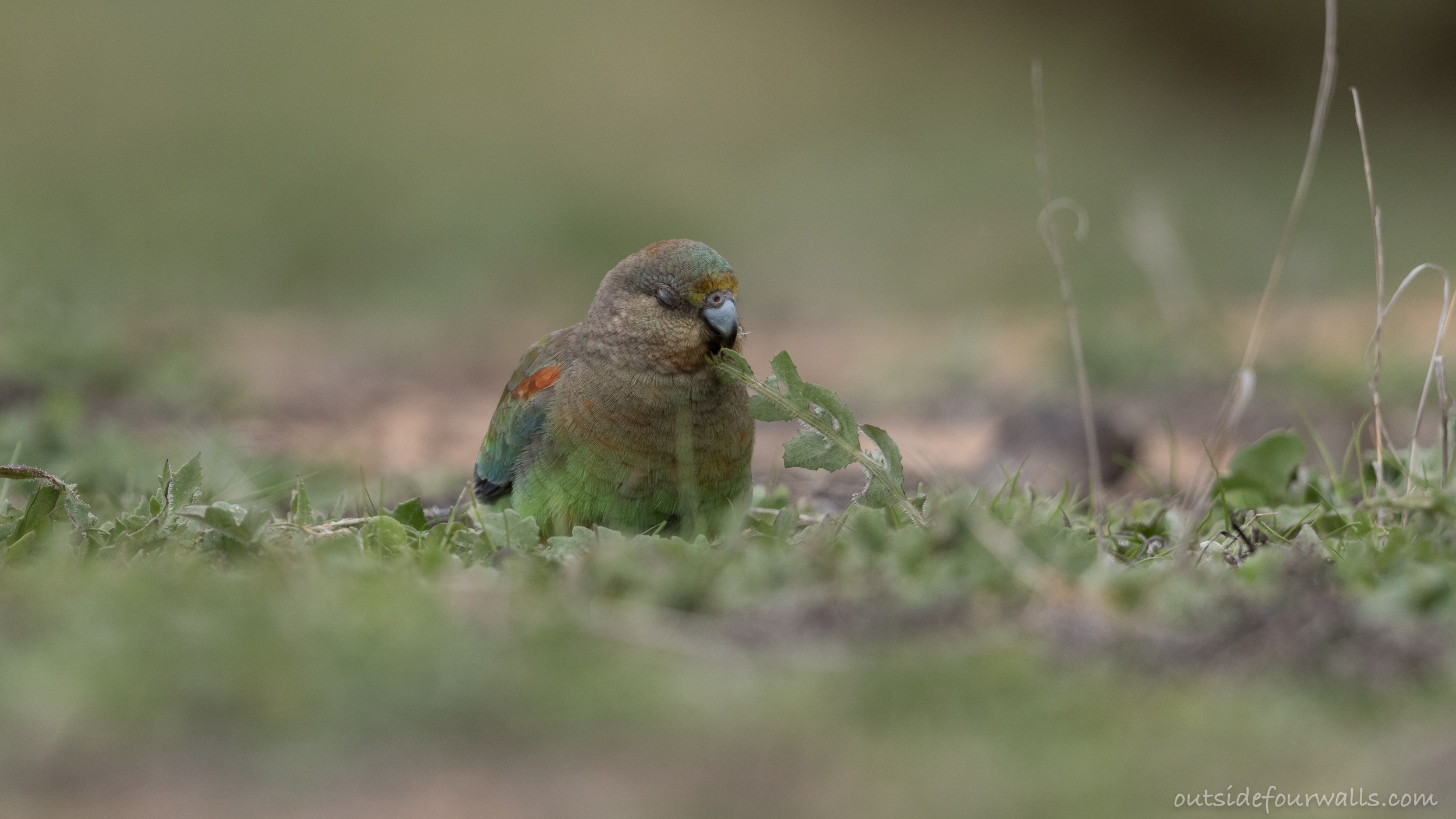 Female Mulga Parrot (Psephotellus varius)