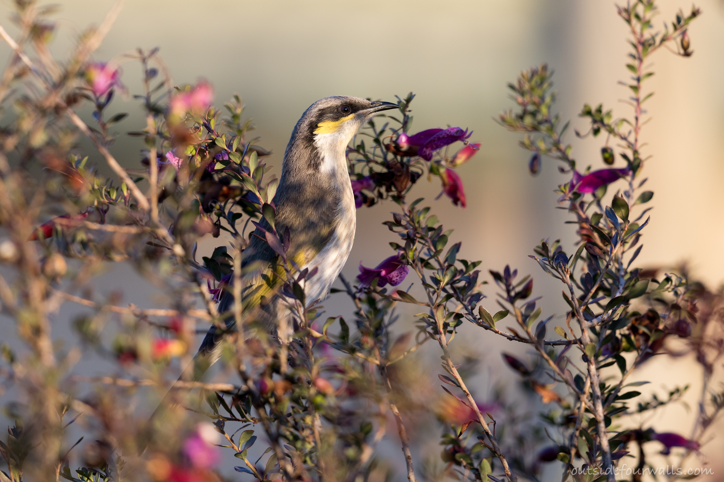 Singing Honeyeater (Gavicalis virescens)