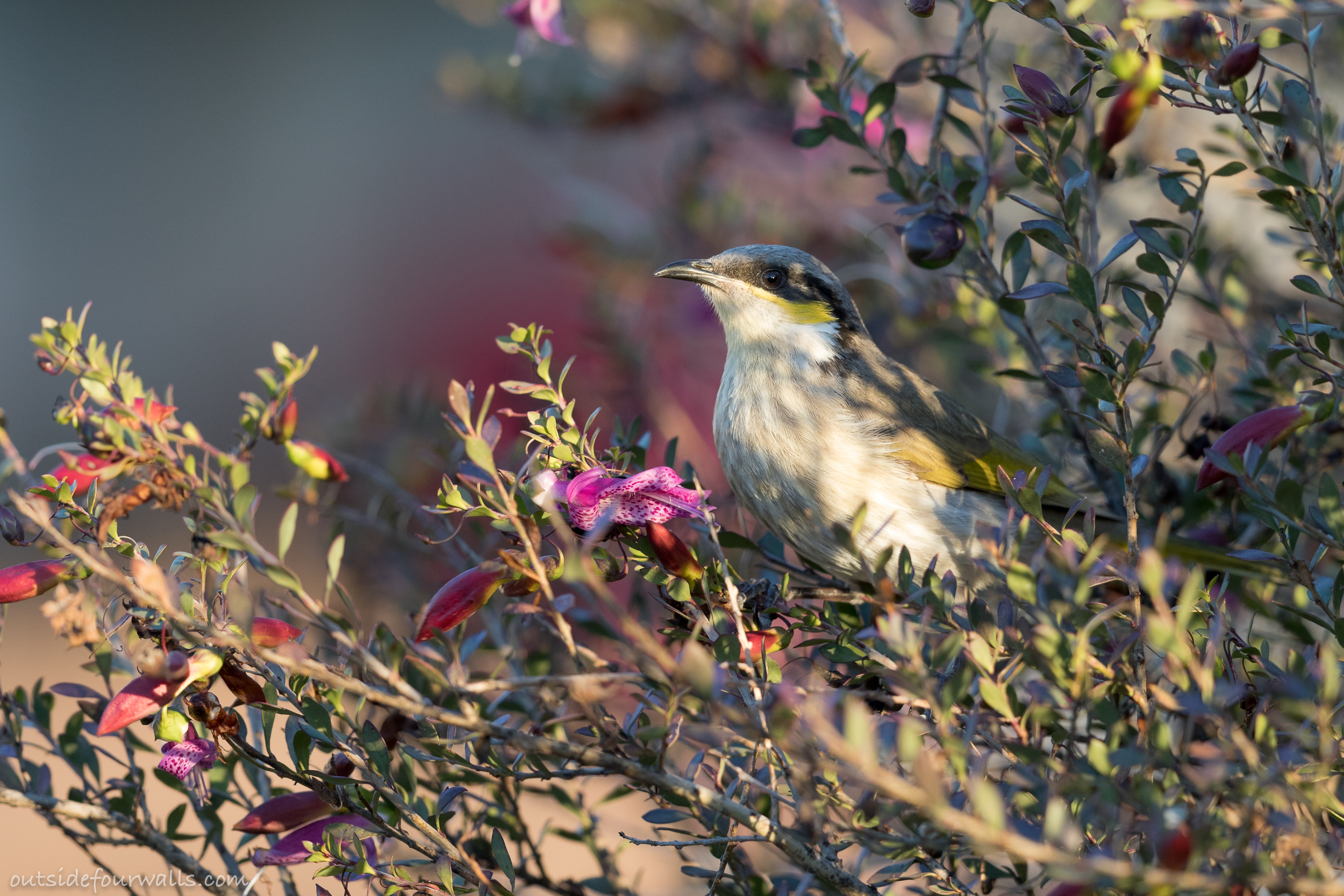 Singing Honeyeater (Gavicalis virescens)
