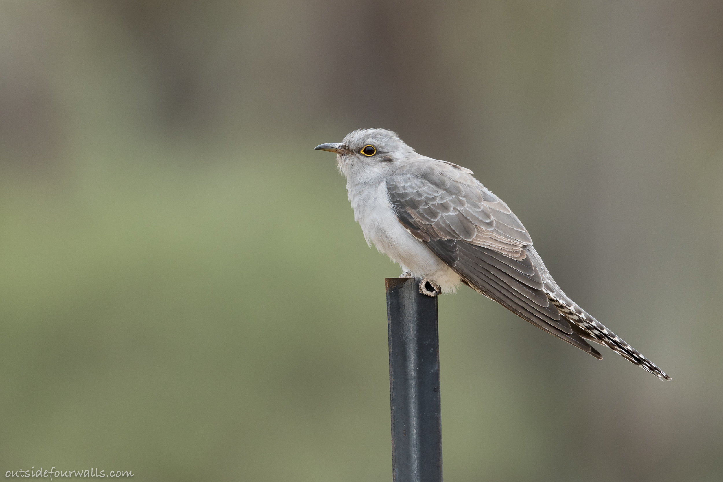 Pallid Cuckoo (Cacomantis pallidus)