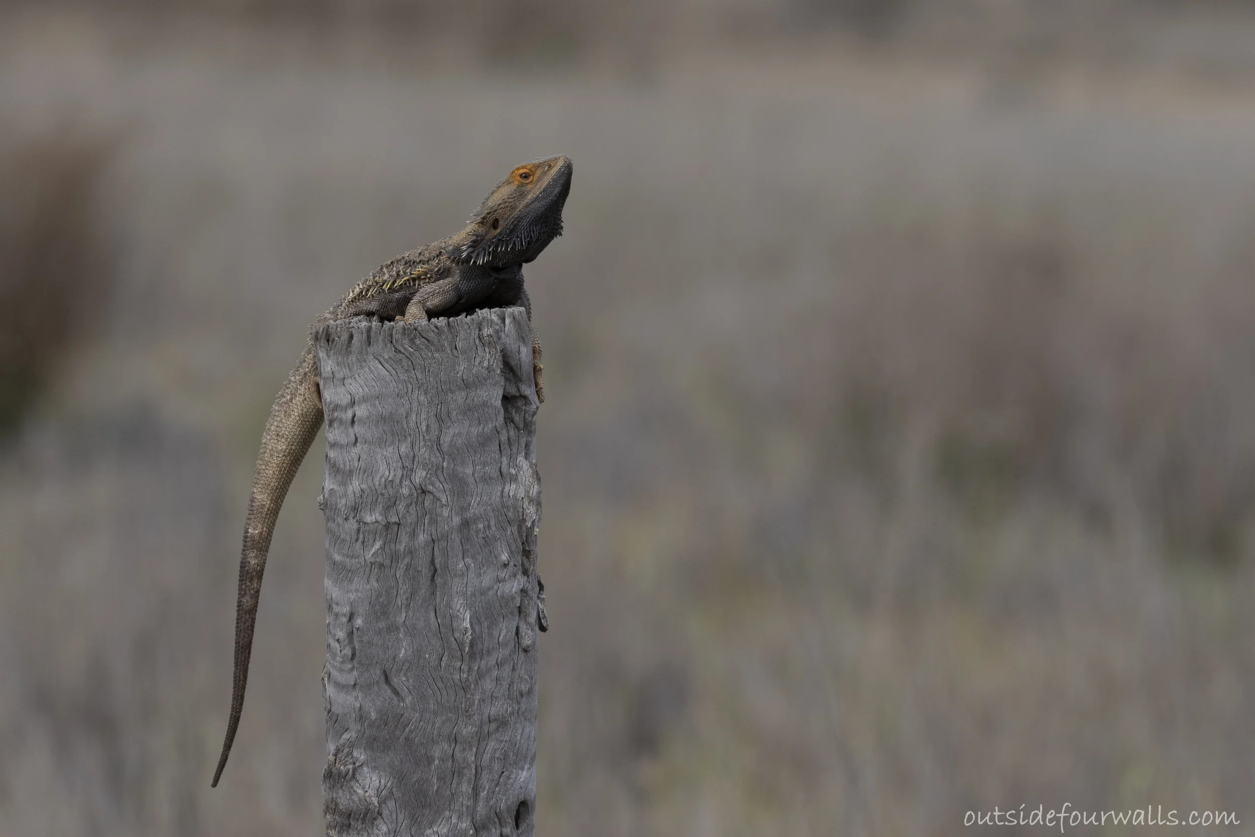 Central Bearded Dragon (Pogona vitticeps)