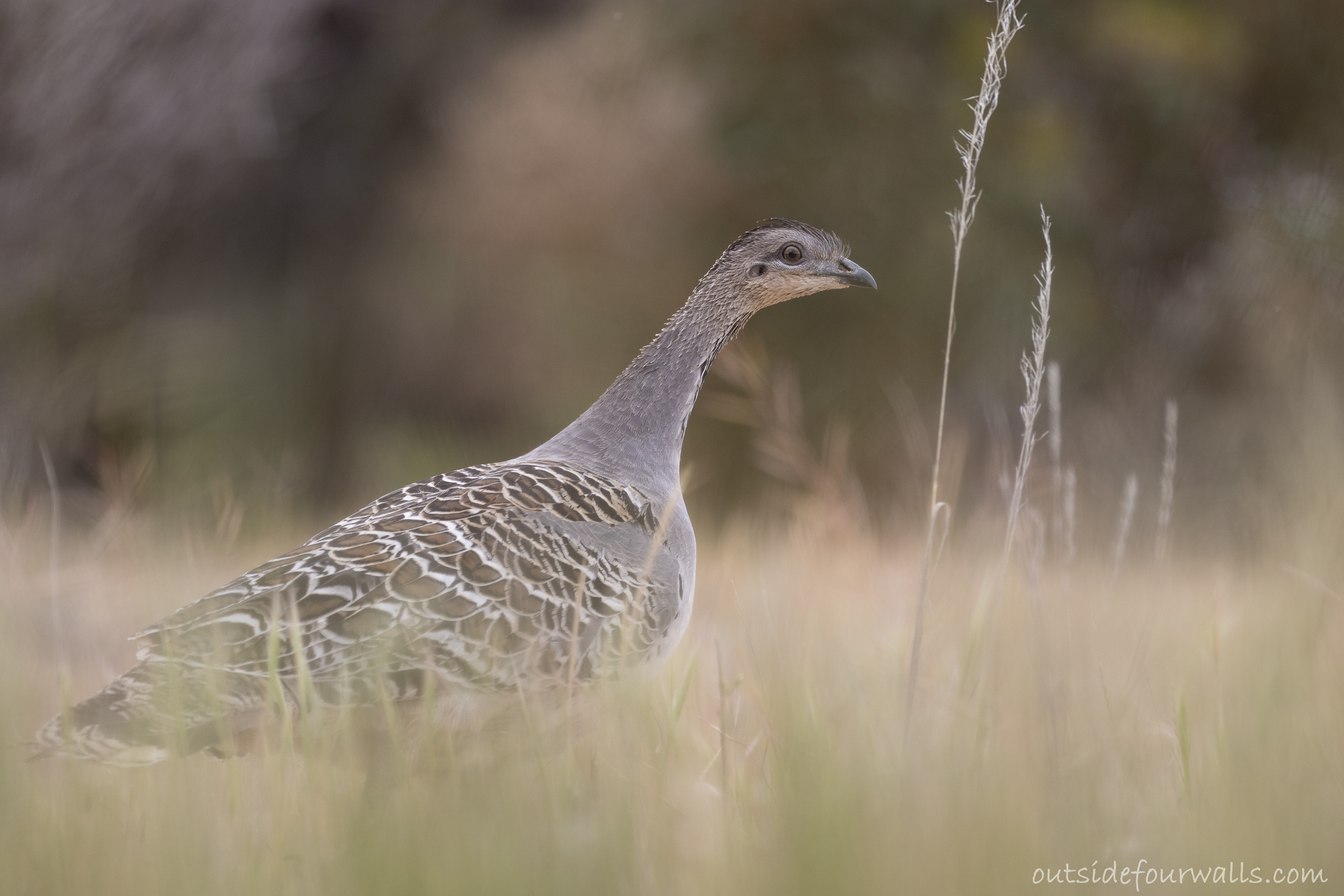 Malleefowl (Leipoa ocellata)