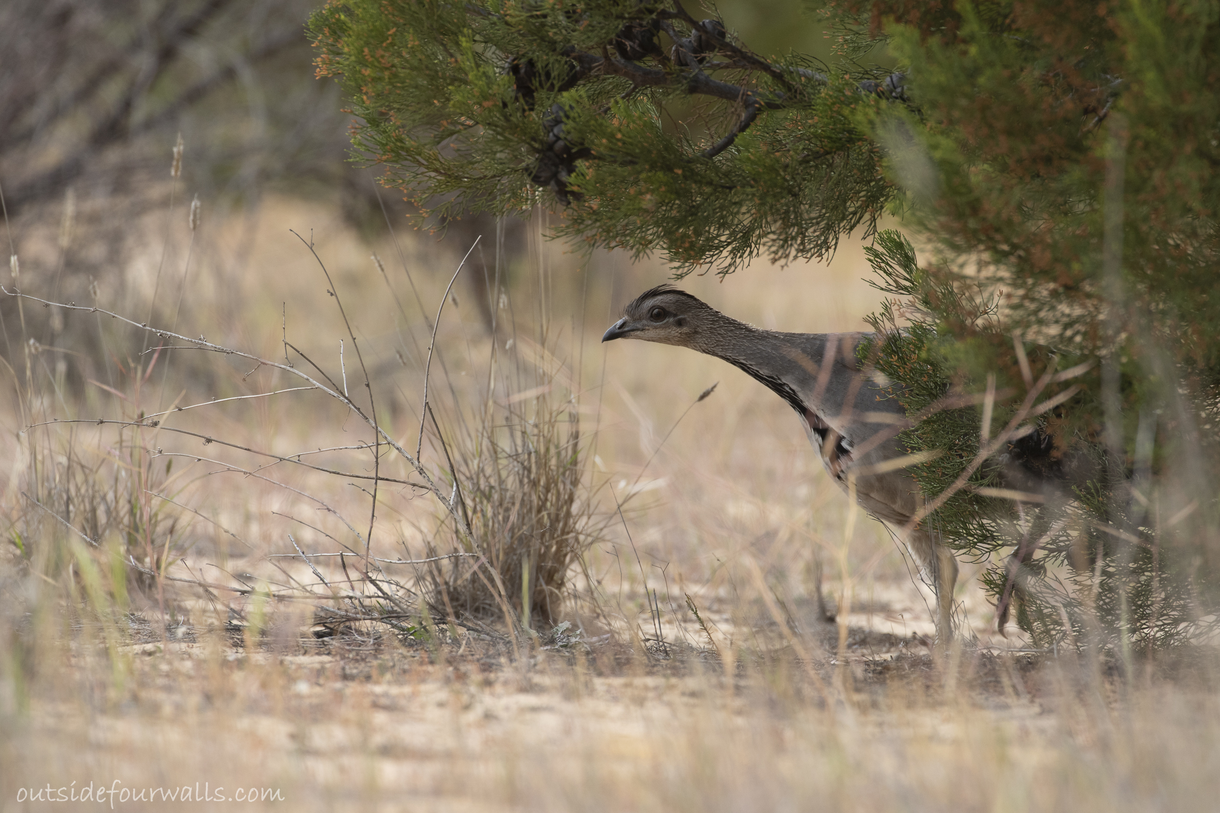 Malleefowl (Leipoa ocellata)