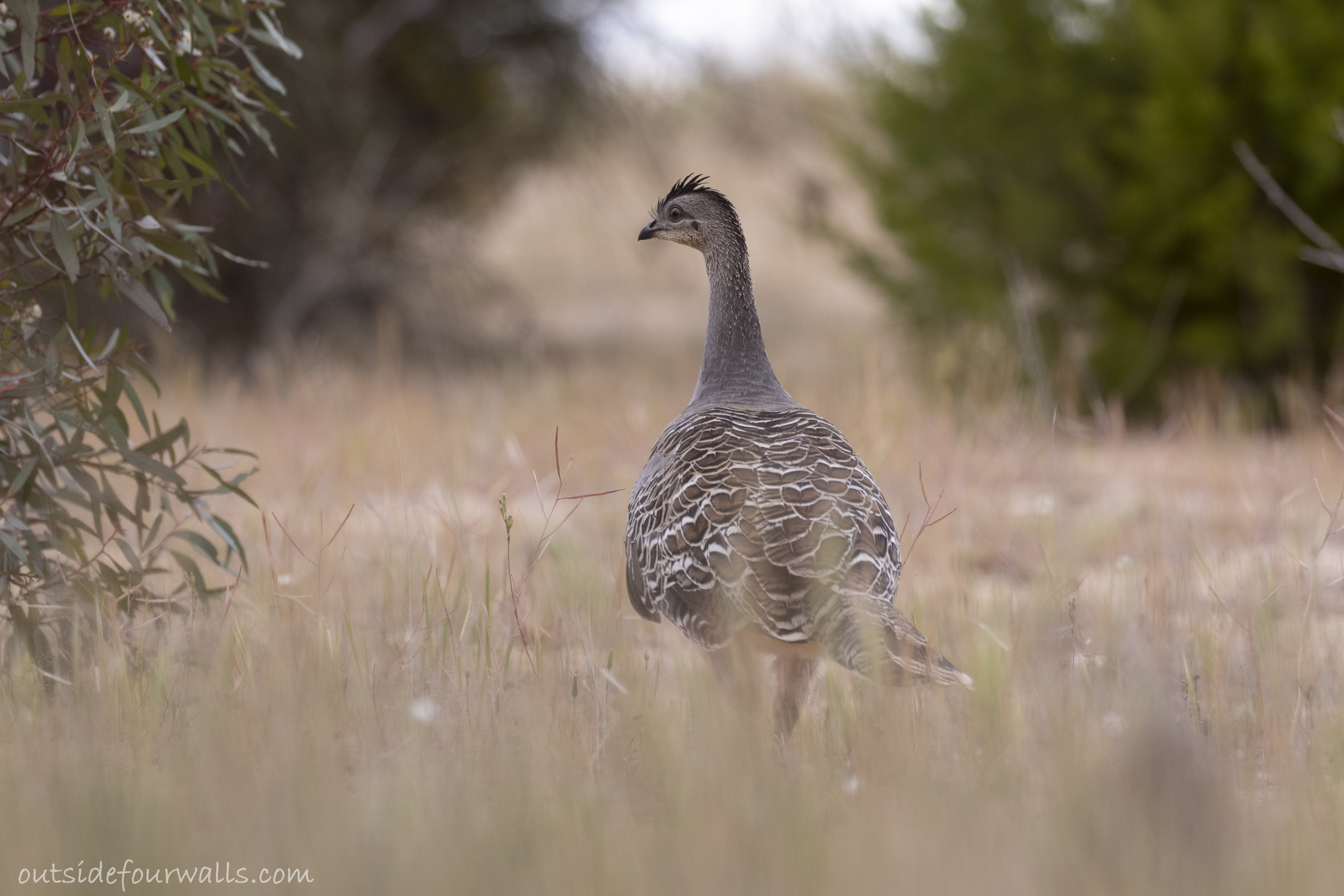 Malleefowl (Leipoa ocellata)