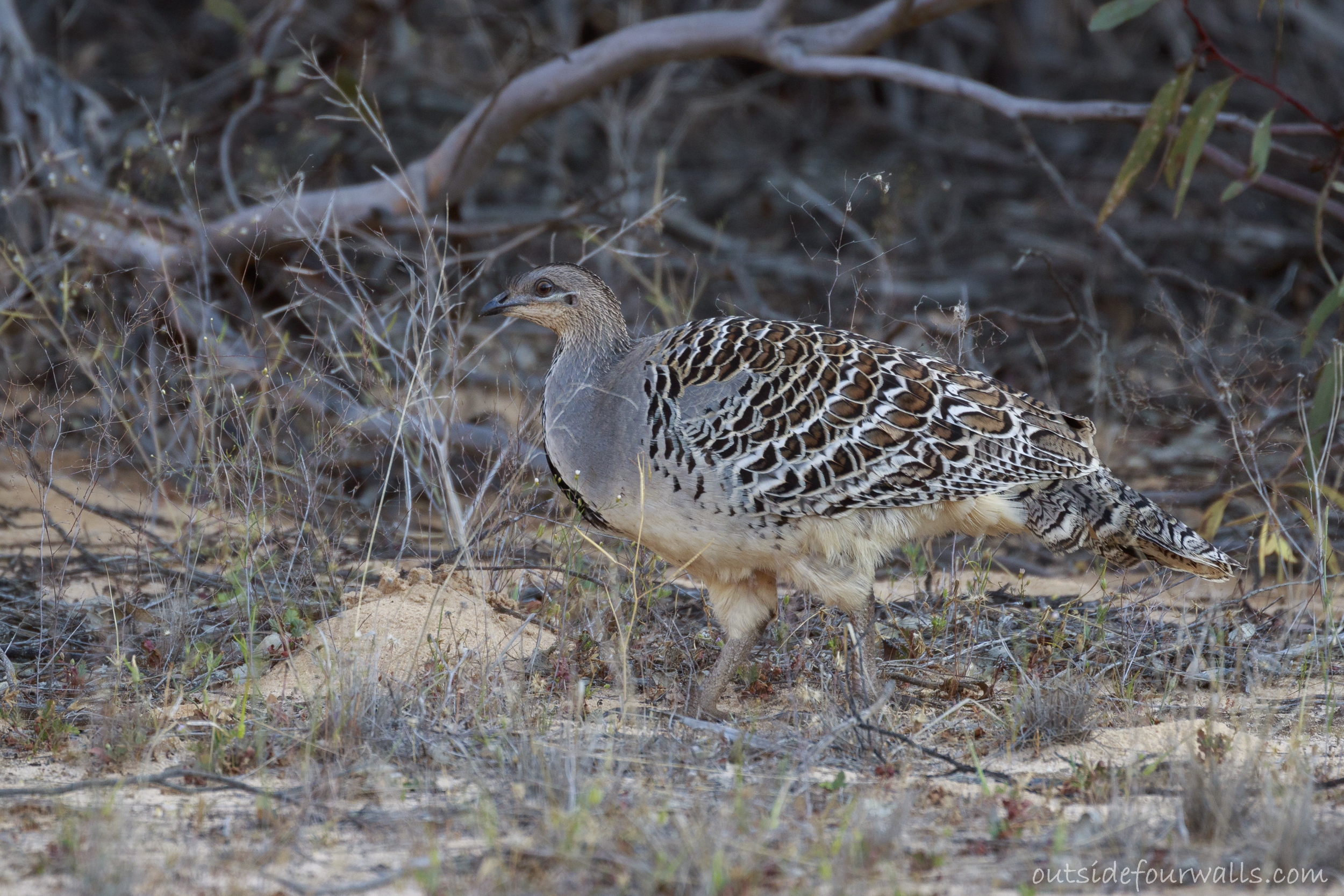 Malleefowl (Leipoa ocellata)