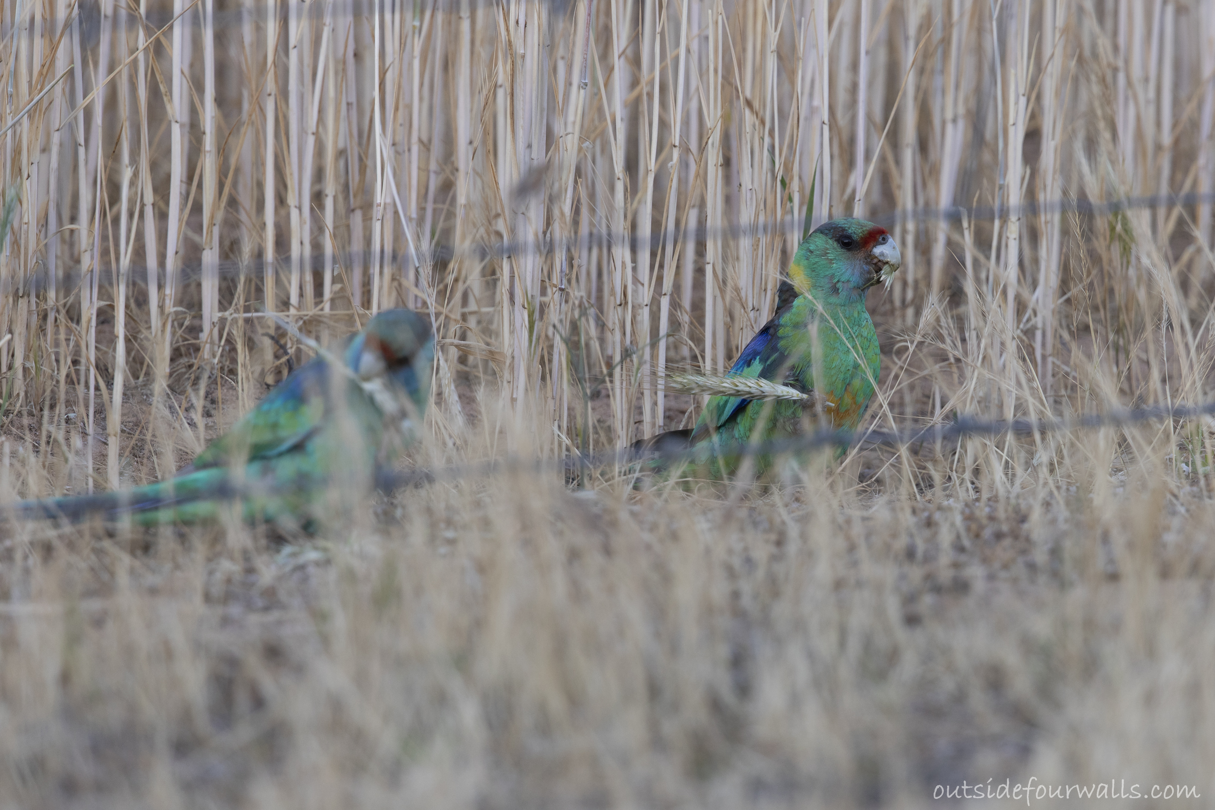 Australian Ringneck (Barnardius zonarius)