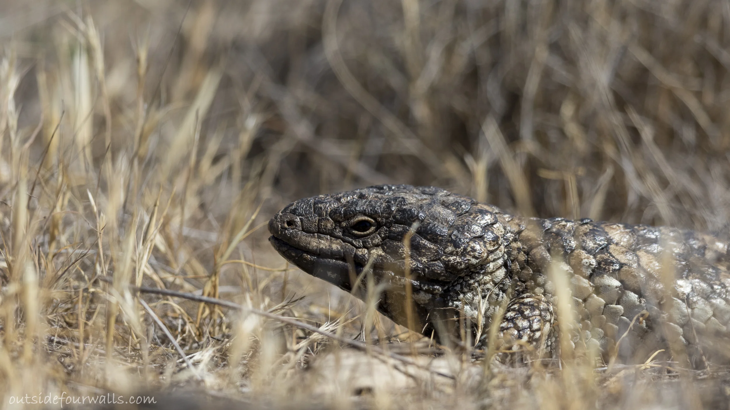 Shingleback Lizard (Tiliqua rugosa)