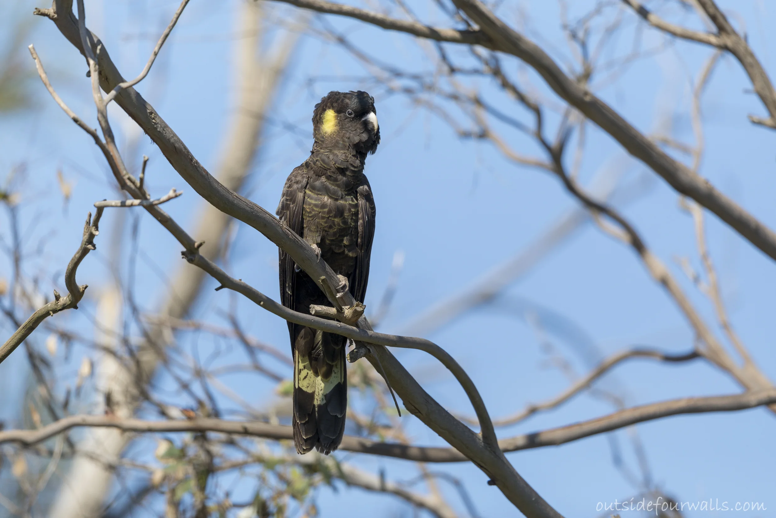 Yellow-tailed Black-cockatoo (Calyptorhynchus funereus)