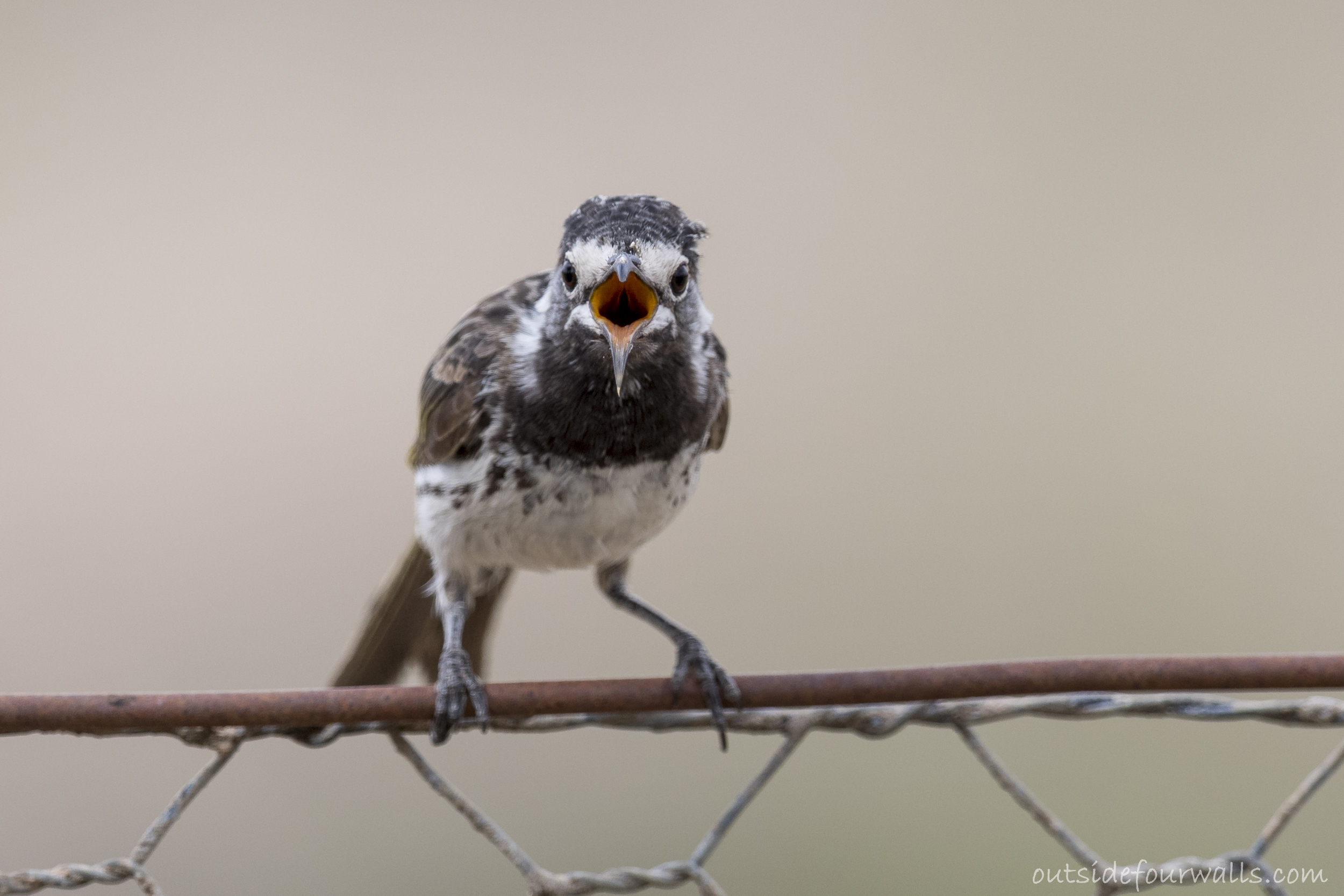 White-fronted Honeyeater (Purnella albifrons)