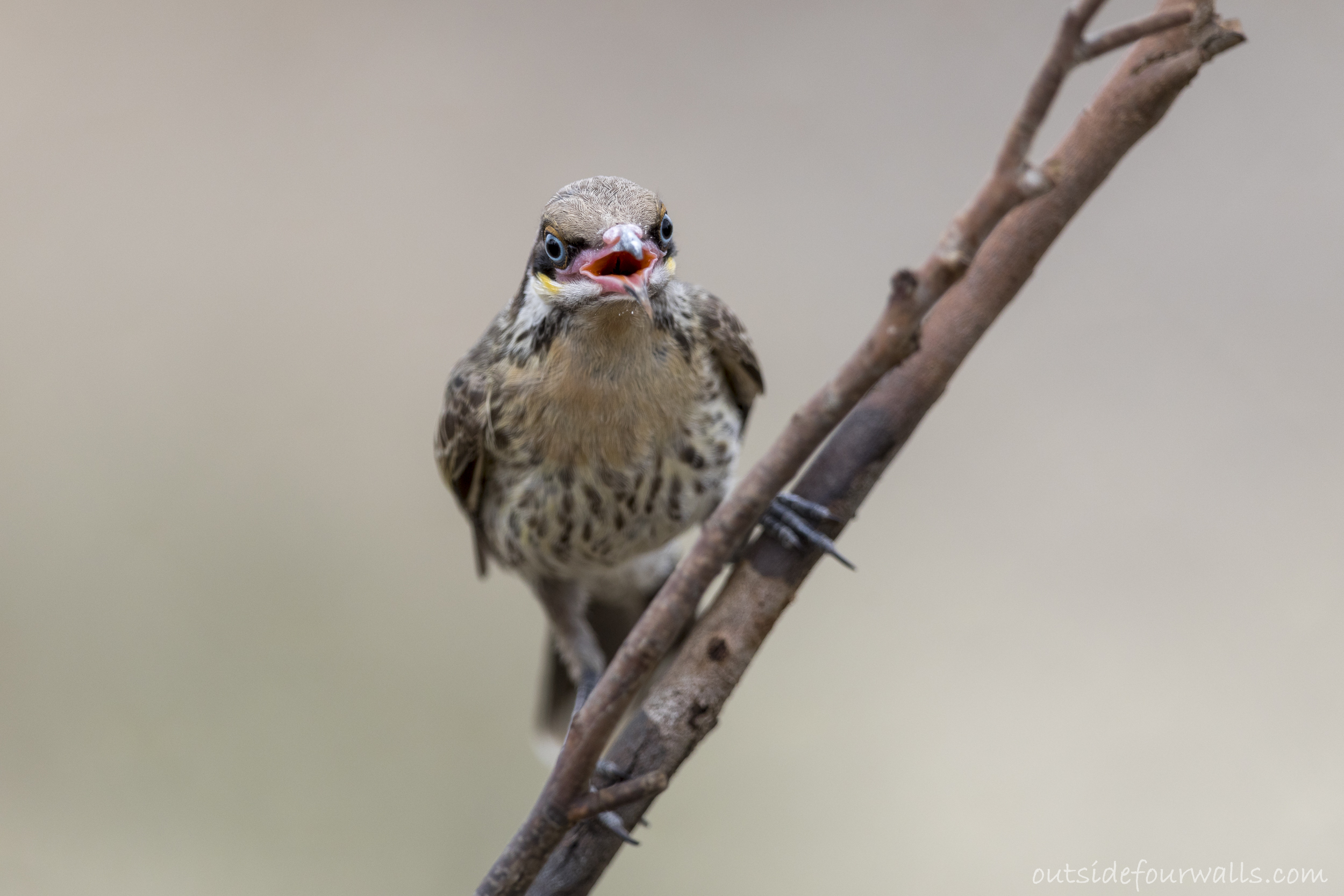 Spiny-cheeked Honeyeater (Acanthagenys rufogularis)