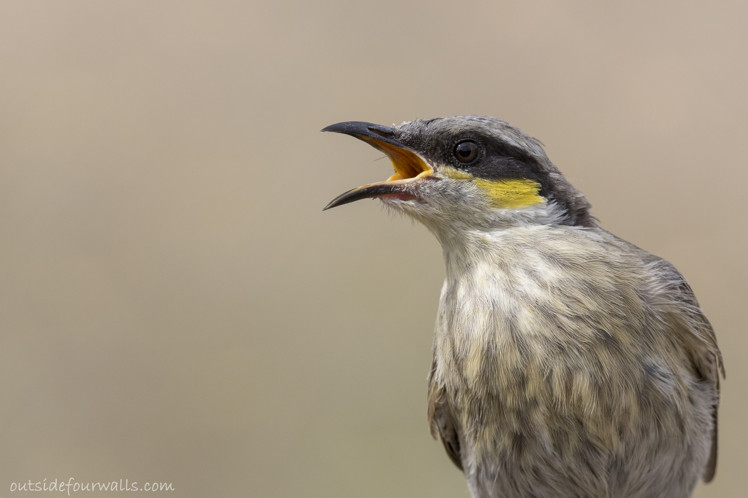 Singing Honeyeater (Lichenostomus virecens)