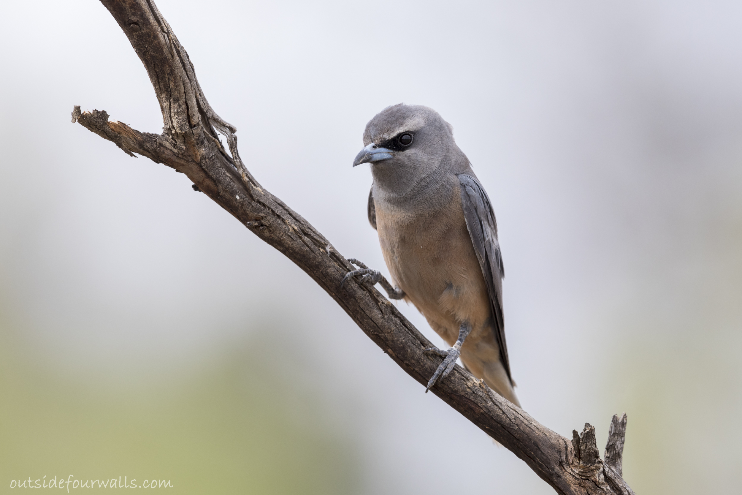 Female White-browed Woodswallow (Artamus superciliosus)