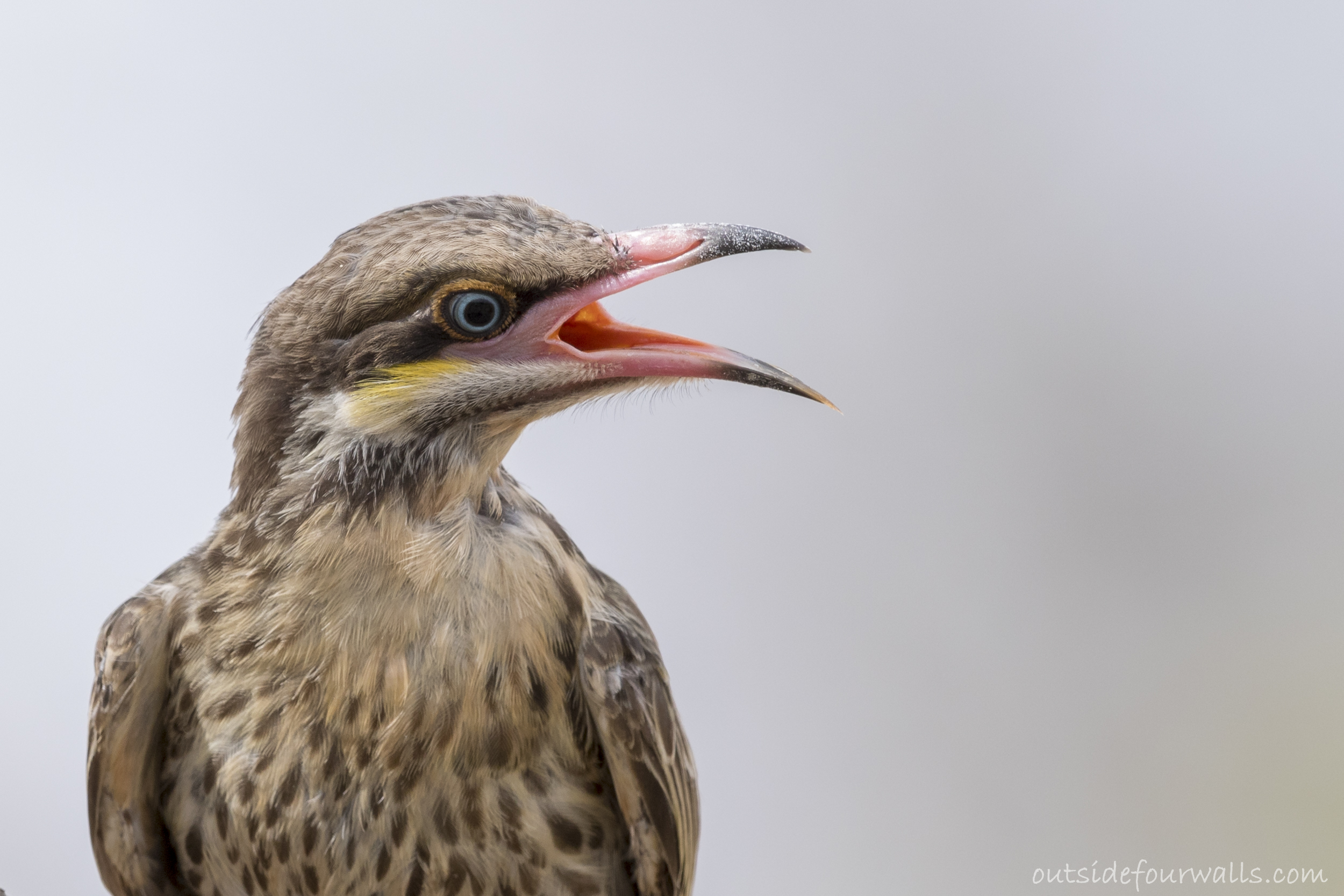 Spiny-cheeked Honeyeater (Acanthagenys rufogularis)