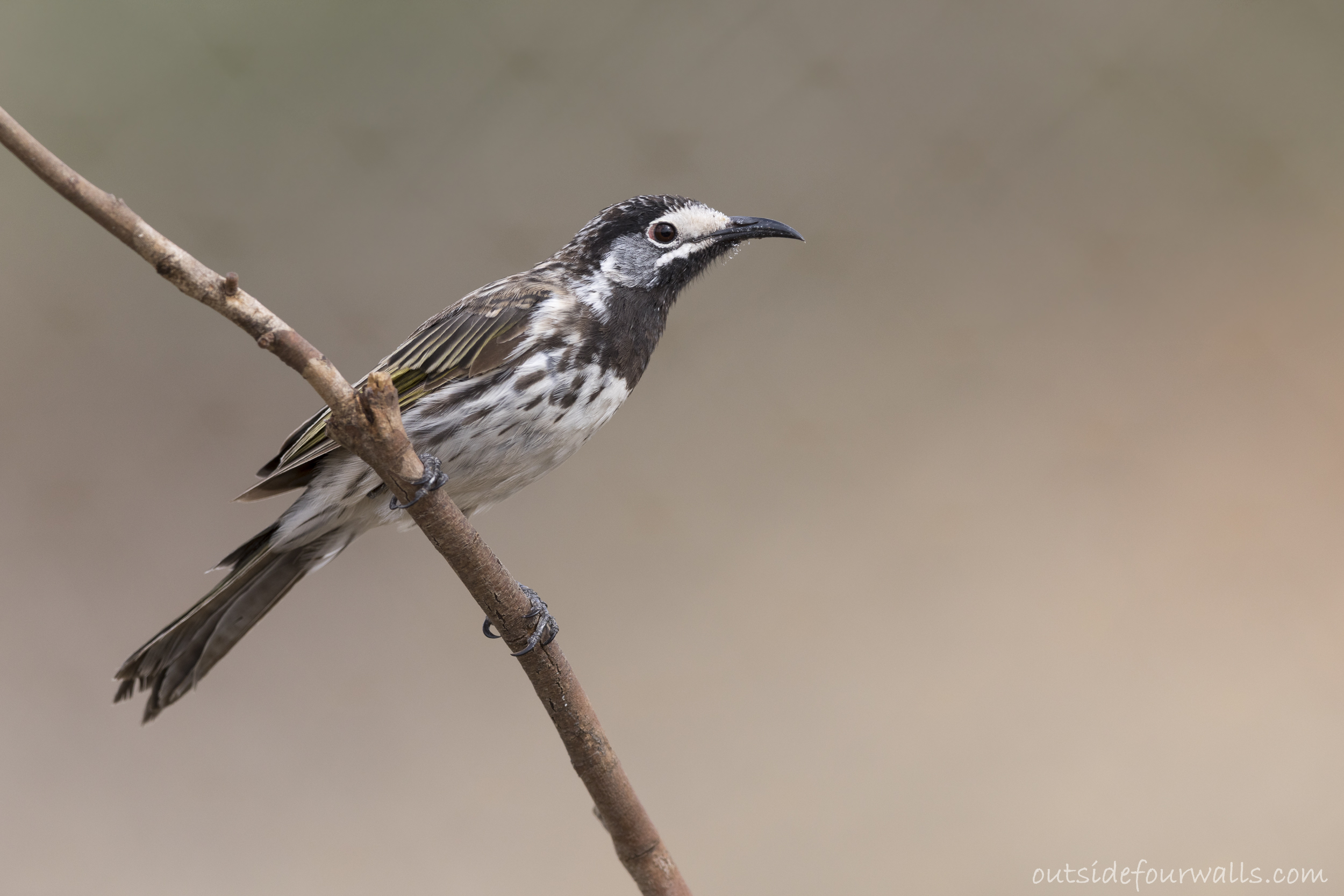 White-fronted Honeyeater (Purnella albifrons)