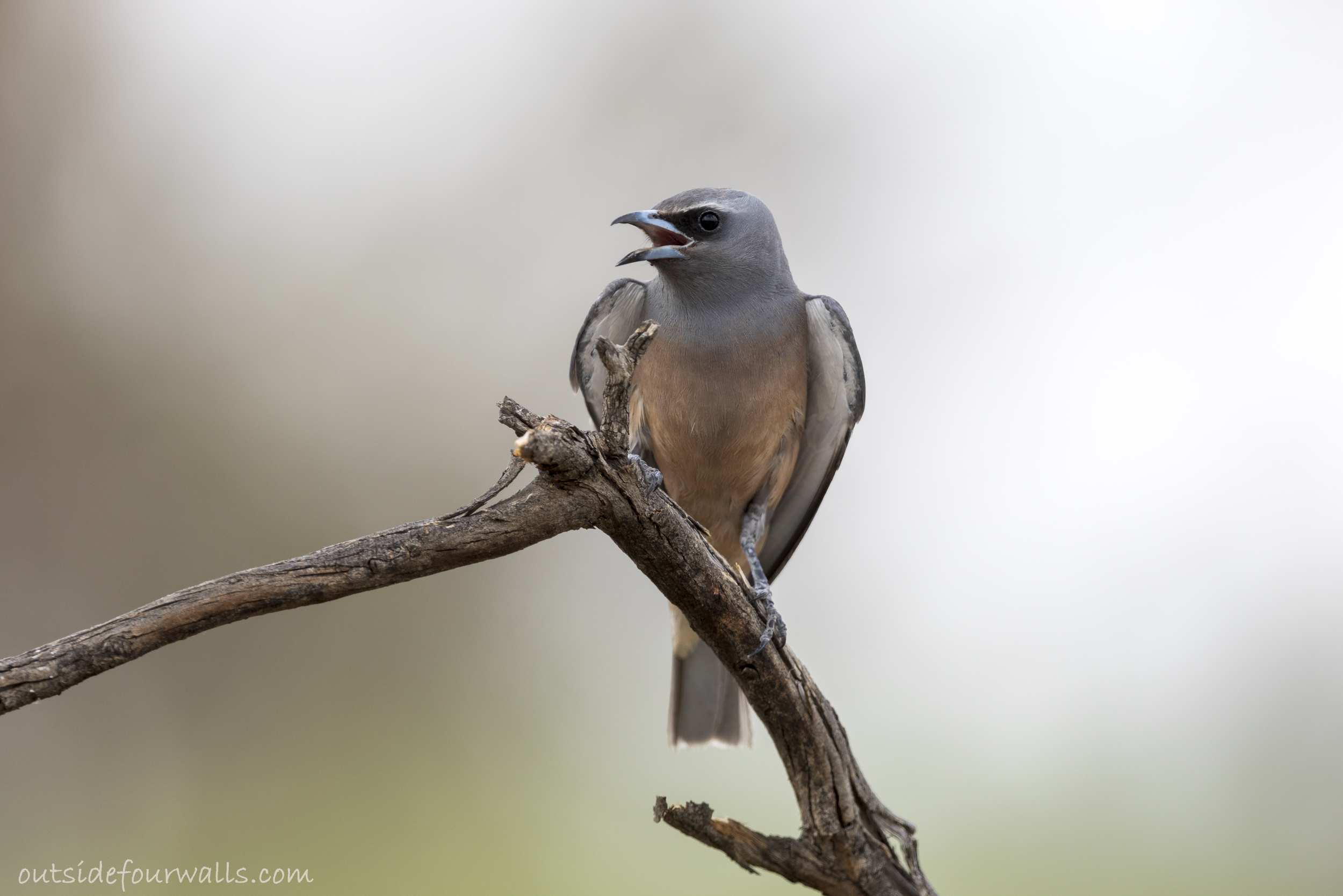 Female White-browed Woodswallow (Artamus superciliosus)