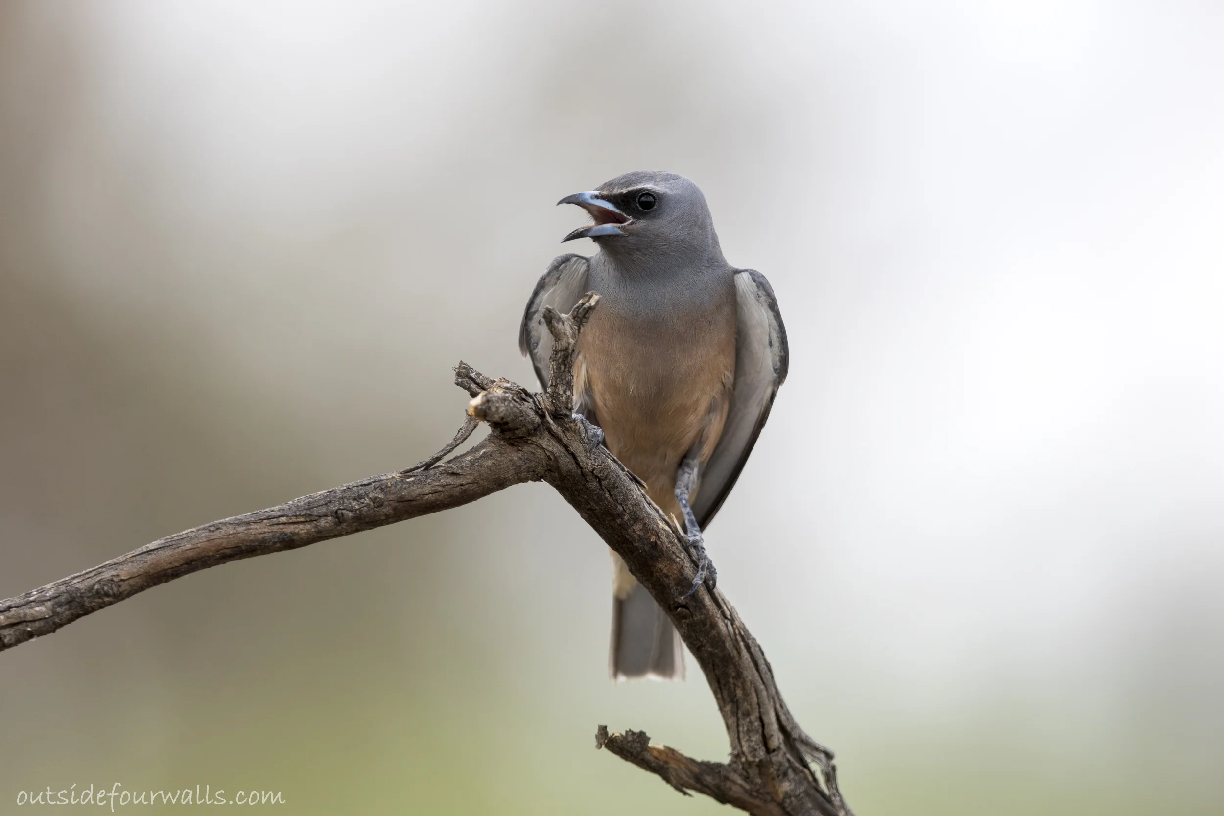 Female White-browed Woodswallow (Artamus superciliosus)