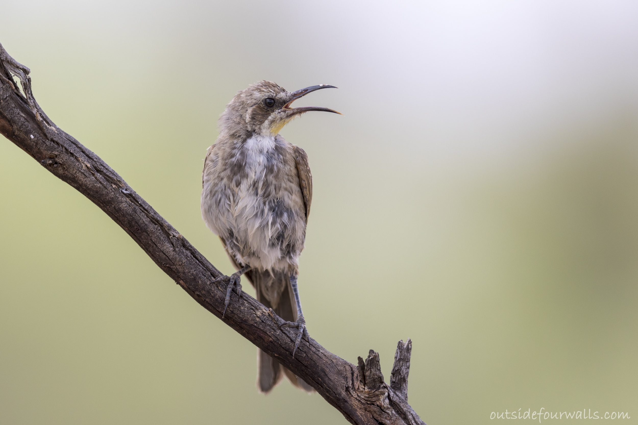 Tawny-crowned Honeyeater (Gliciphila melanops)