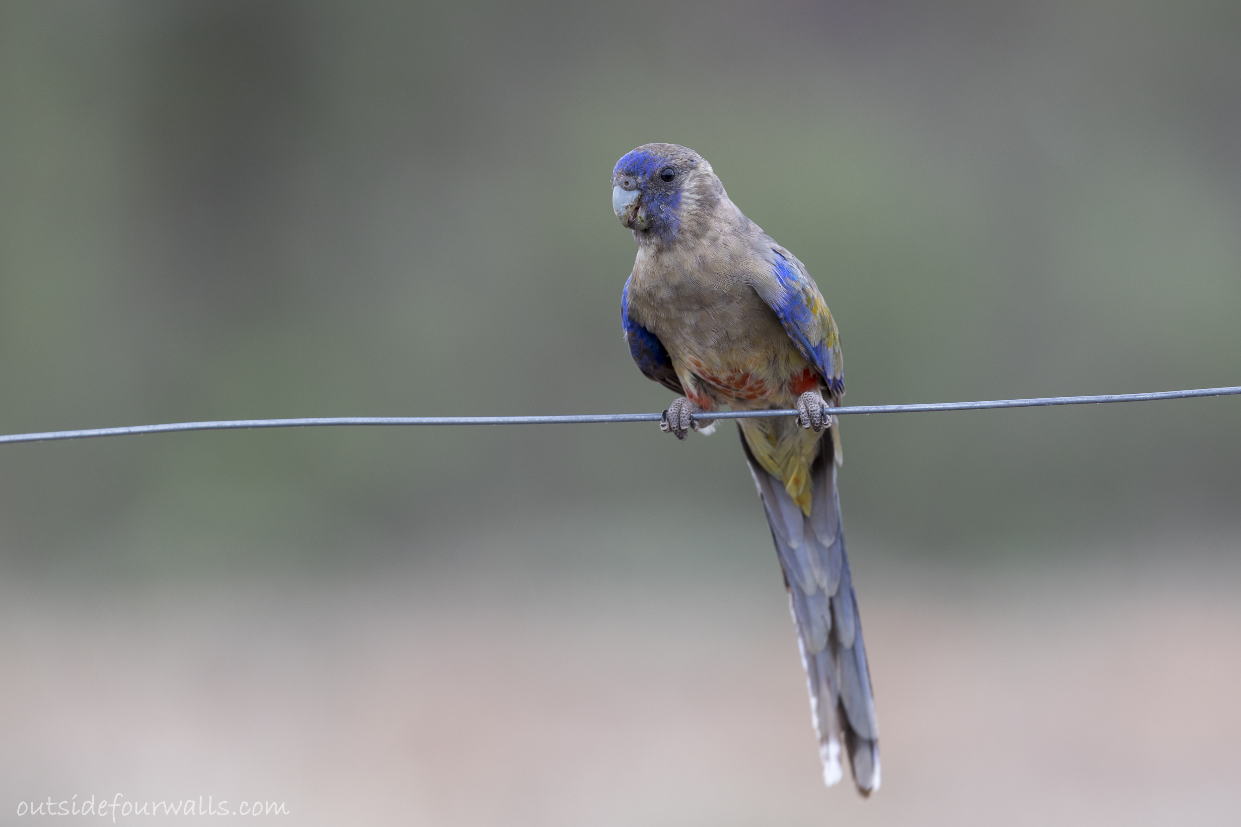 Blue Bonnet (Northiella haematogaster)