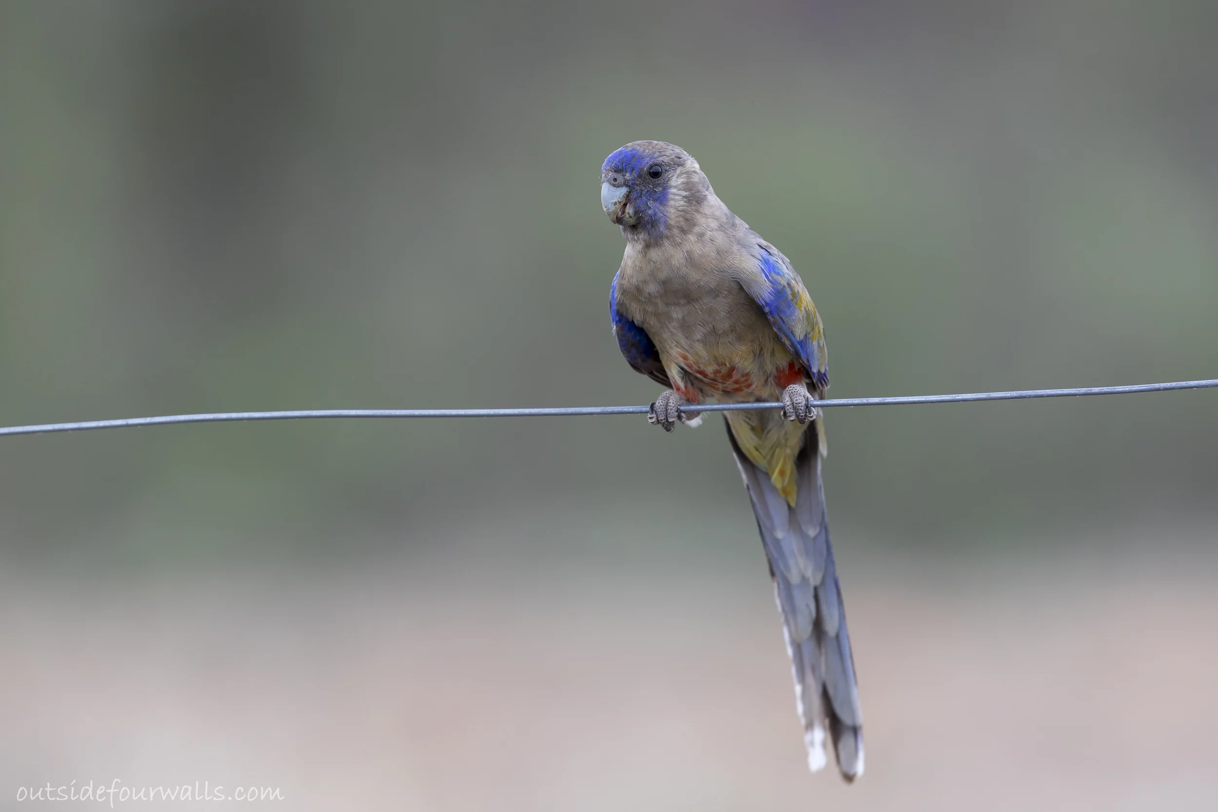 Blue Bonnet (Northiella haematogaster)