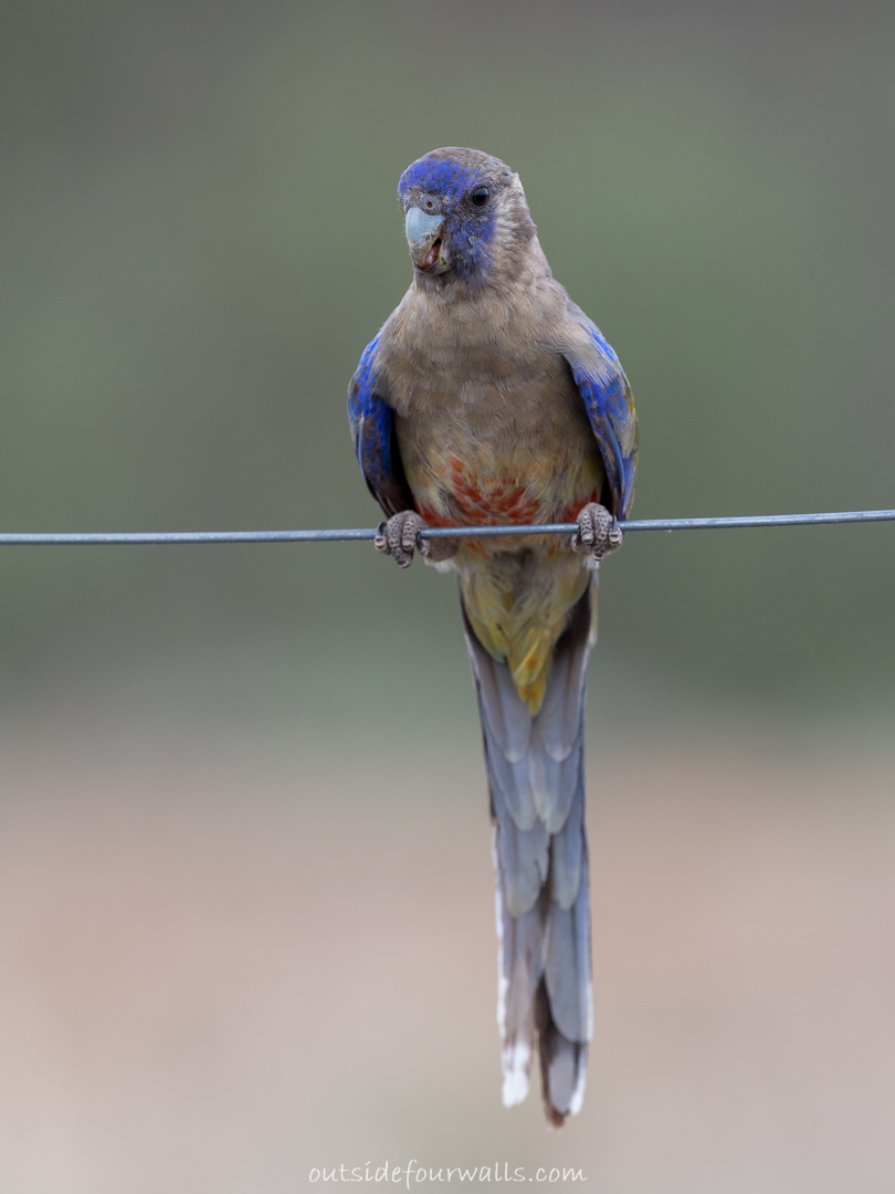 Blue Bonnet (Northiella haematogaster)