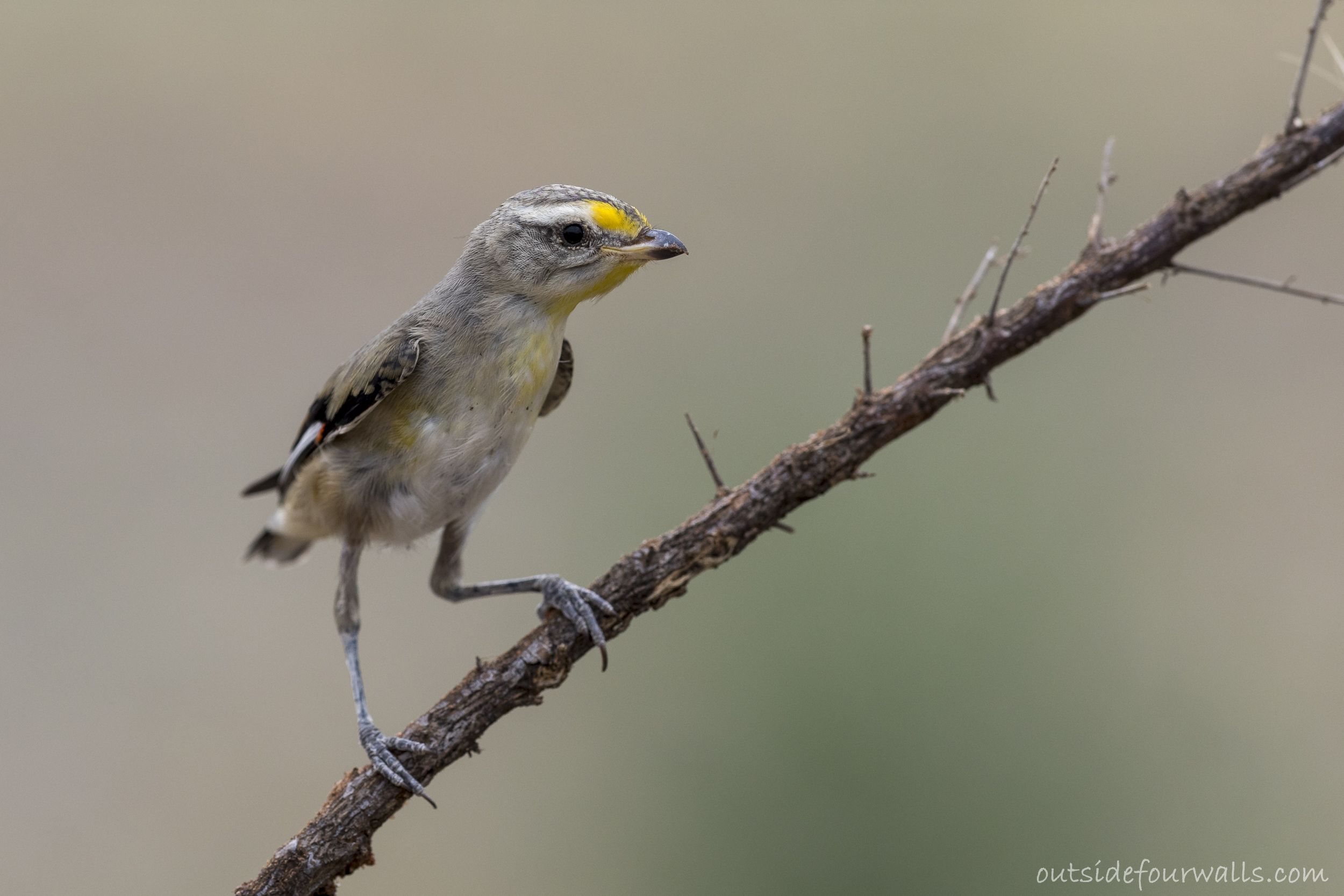 Striated Pardalote (Pardalotus striatus)