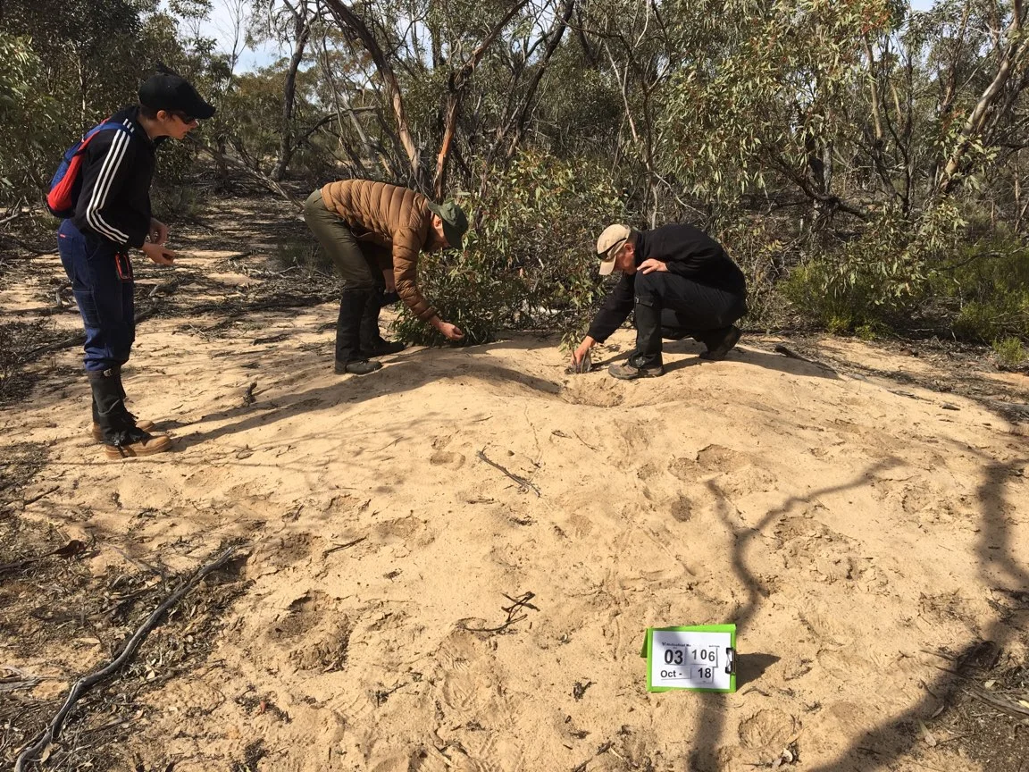 Myself, Kent and Michael (left to right) investigating tracks and scat on a Malleefowl mound. Photo: Tanya Loos.